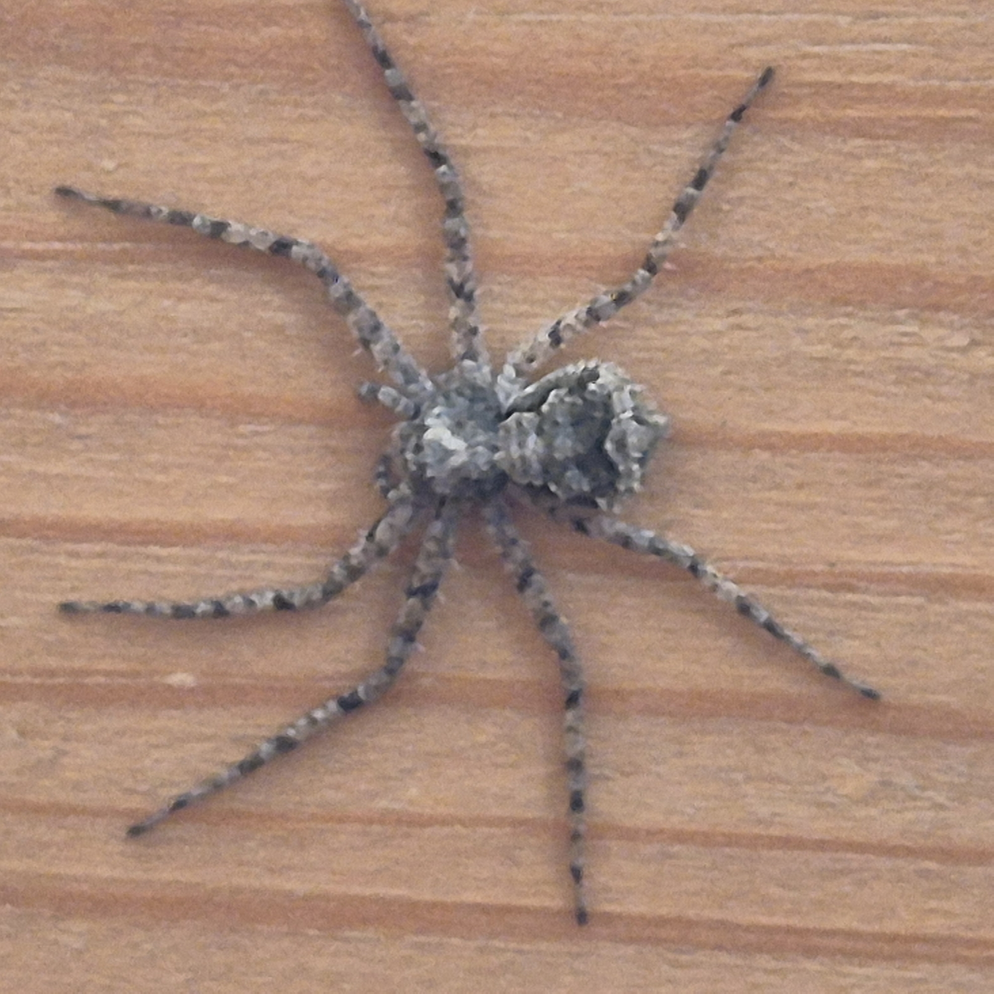 A single spider is centered on a light-colored wooden surface in Новостройка, Russia. The spider exhibits a robust body with a mottled camouflage pattern consisting of dark grey, light grey, and black tones across its prosoma and opisthosoma. Eight segmented legs extend radially, each displaying alternating dark and lighter speckled bands. The legs are splayed in a stationary posture. The wooden background features distinct vertical grain lines and a warm, light tan to orange-brown hue with a slightly textured finish. Illumination is even, casting minimal shadows. No other subjects, objects, actions, or interactions are visible.