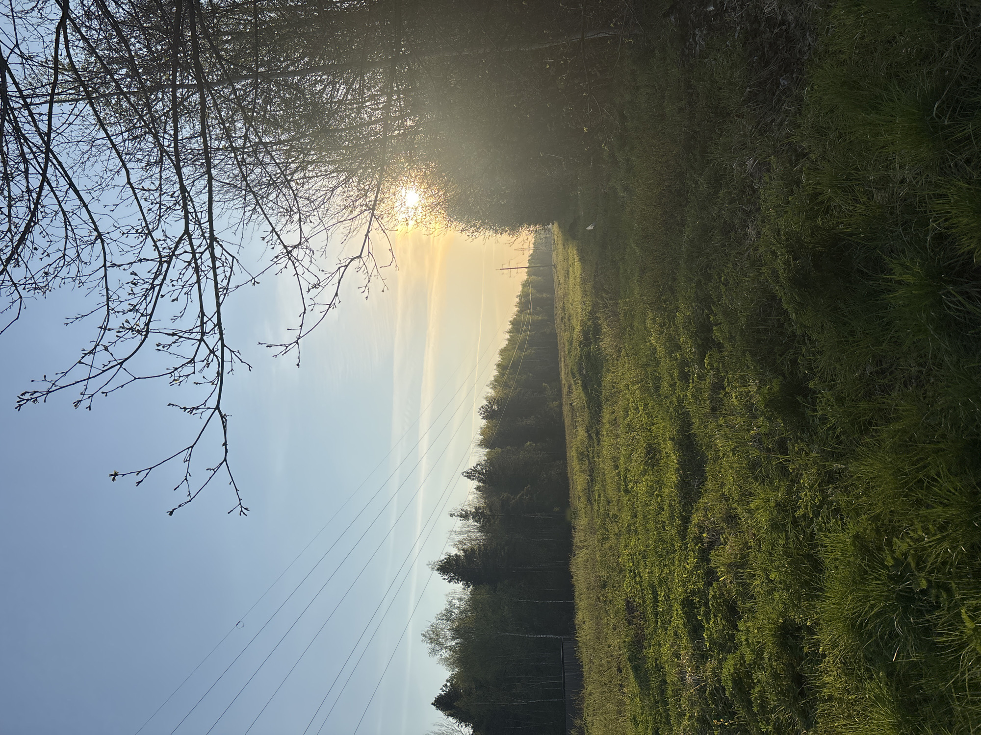 The image captures a rural scene near Шевлягино, Russia. A grassy field occupies the right side of the frame, transitioning into a line of trees and vegetation in the midground. Power lines stretch across the sky on the left. A tree branch with budding leaves extends from the top left corner. The sun is partially obscured by trees in the background.