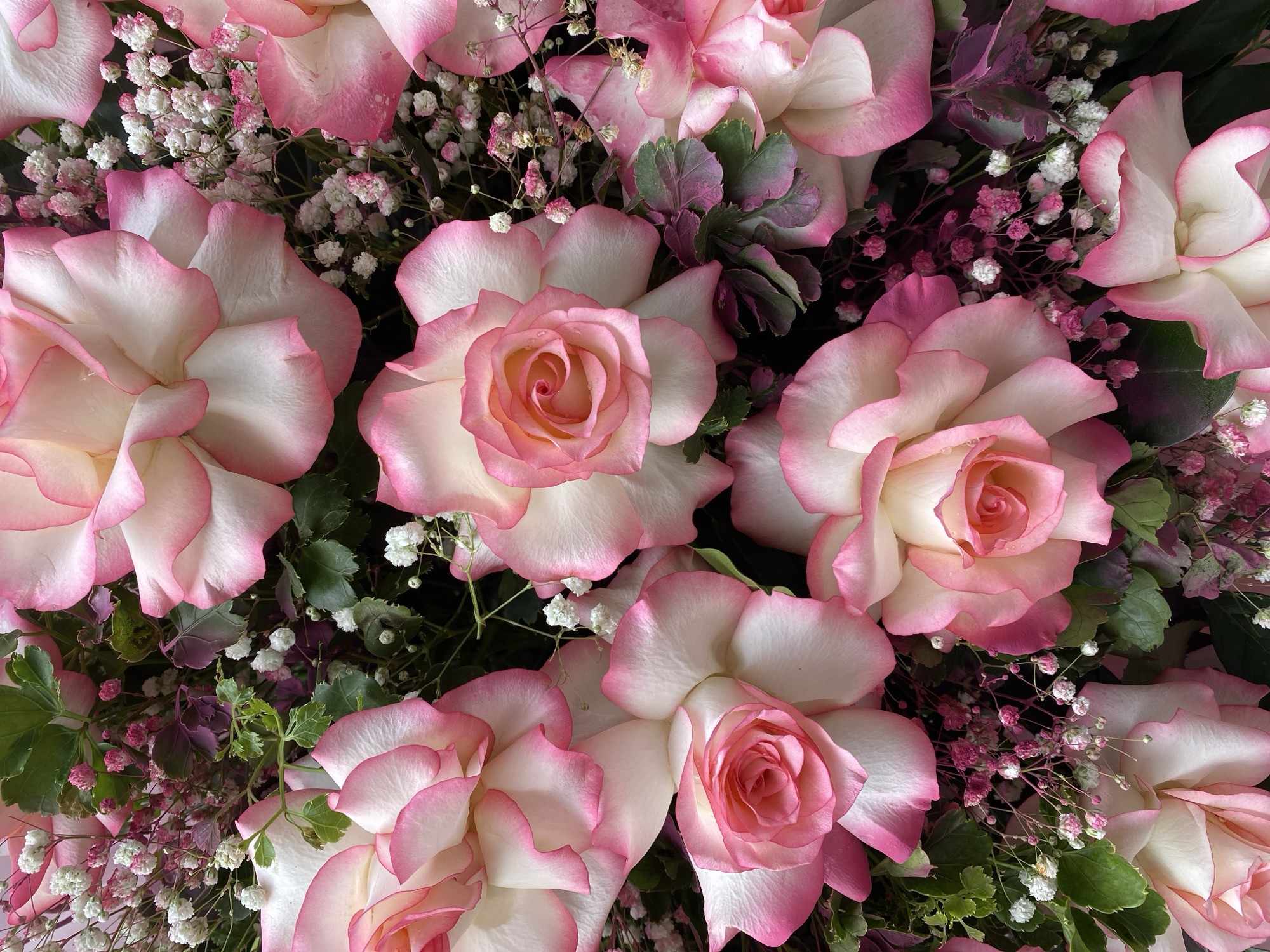 The image displays a close-up view of a bouquet of pink and white roses, interspersed with delicate white and pink baby's breath flowers and deep green and purple foliage. The roses have soft, ruffled petals with edges that transition from white to a vibrant pink. The lighting suggests an outdoor setting, possibly a garden or a florist's stall. No specific location in Đà Nẵng, Vietnam, can be identified from the image content. The scene is static and focuses solely on the floral arrangement.
