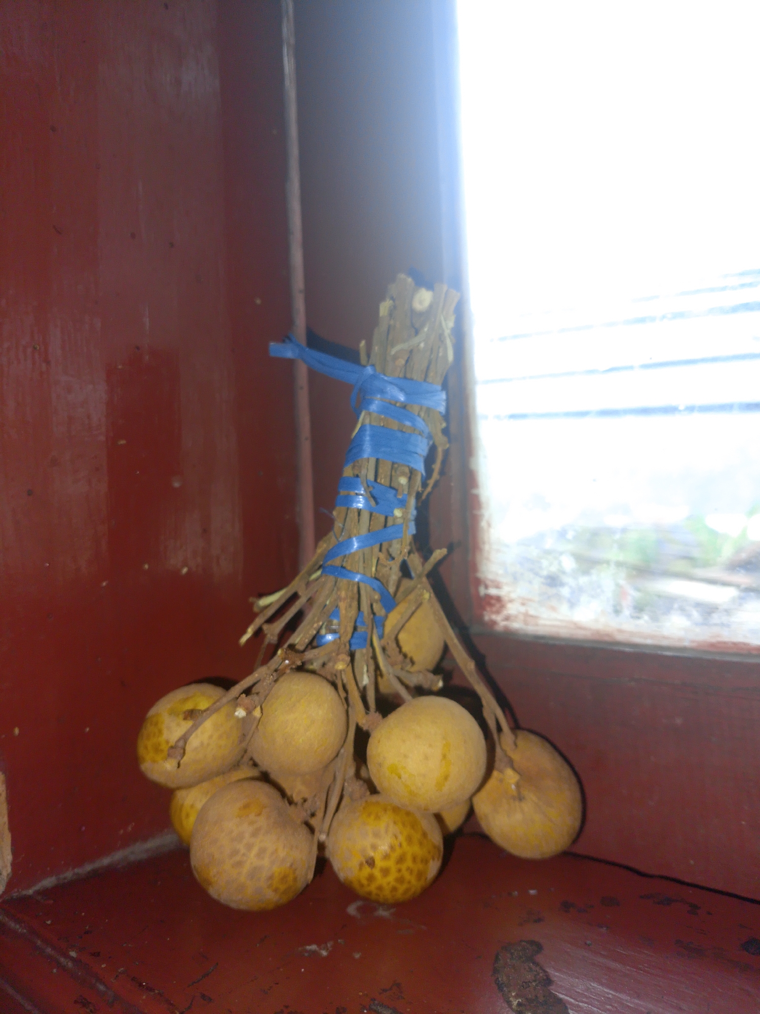 A bunch of longan fruit is tied to a bundle of sticks with blue plastic string. The fruit is golden brown and round, with some showing a slightly rough skin texture. The sticks are dry and appear to be bound together to form a handle. The bunch is resting on a dark red, weathered surface, possibly a wooden table or shelf. In the background, a window with a bright, overexposed view of the outdoors is visible. The overall scene suggests the fruit is being prepared for storage or transport. The image is taken in Mukapayung, Indonesia.