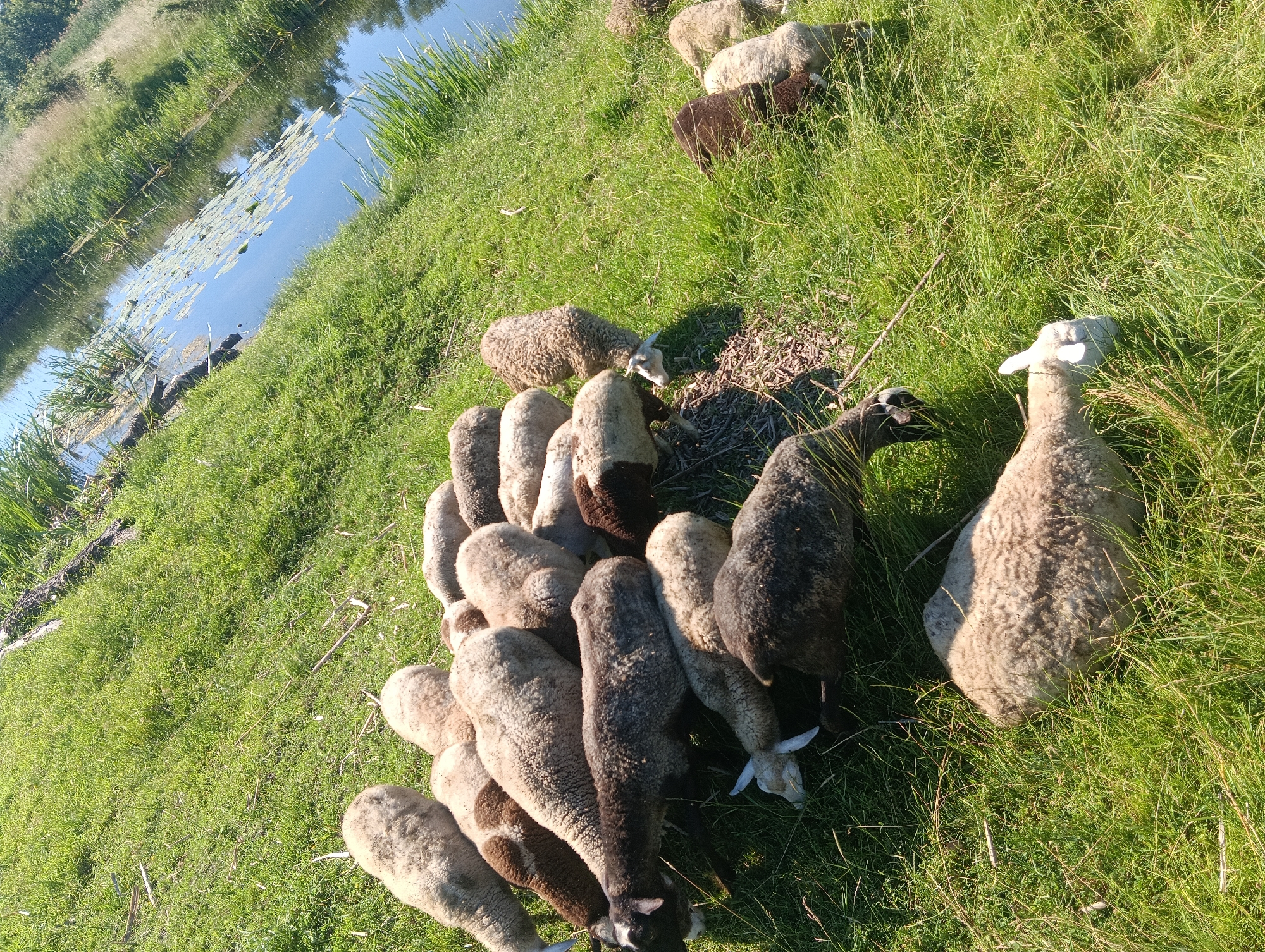 A flock of sheep grazes in a grassy field next to a calm body of water. The sheep, varying in shades of white, brown, and black, are clustered together, some eating from a pile of hay. The water reflects the green foliage and blue sky. The scene appears to be in a rural area.