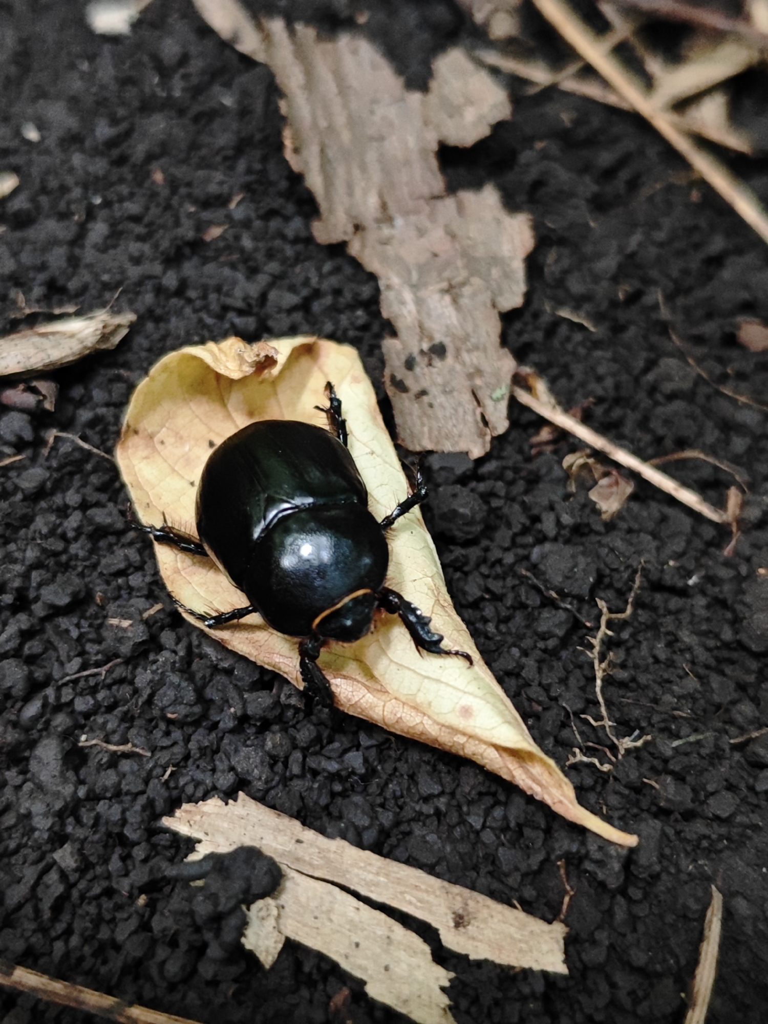A close-up, high-angle shot captures a shiny, black beetle resting on a dried, yellow leaf. The beetle, with visible legs and antennae, is positioned in the center of the leaf. The leaf is on a dark, coarse soil surface, with scattered fragments of dry leaves and twigs visible around it. The background is a blurred, dark ground. The image appears to be taken outdoors in an environment with soil and organic debris, possibly a garden or natural area. There is no indication of people or any specific location within Andriivka, Ukraine.
