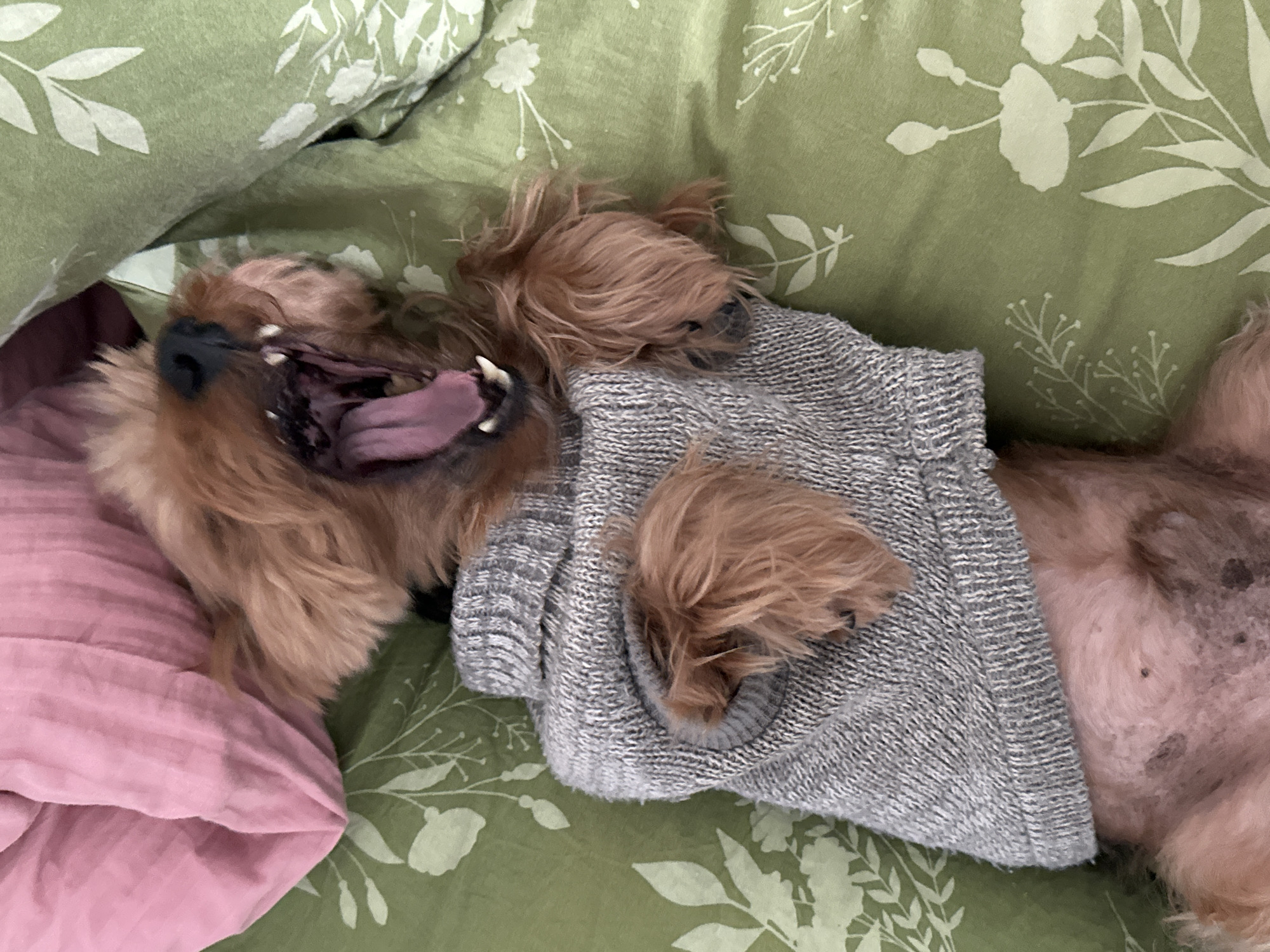A small, reddish-brown, furry dog is depicted lying supine on a bed. The dog is wearing a gray, ribbed, knitted sweater that covers its torso and forelegs. Its head is tilted slightly to the left, and its mouth is wide open in a yawn, revealing its pink tongue, gums, and white canine teeth. The dog's forepaws extend from the sweater's armholes. Its partially visible abdomen shows areas of lighter fur and some dark spots. The dog rests on a light green sheet or duvet cover adorned with a repeating pattern of white botanical outlines. A pink fabric, possibly a pillowcase or blanket, is visible in the upper left corner of the frame. The scene takes place in a residential setting in Ramat Gan, Israel.