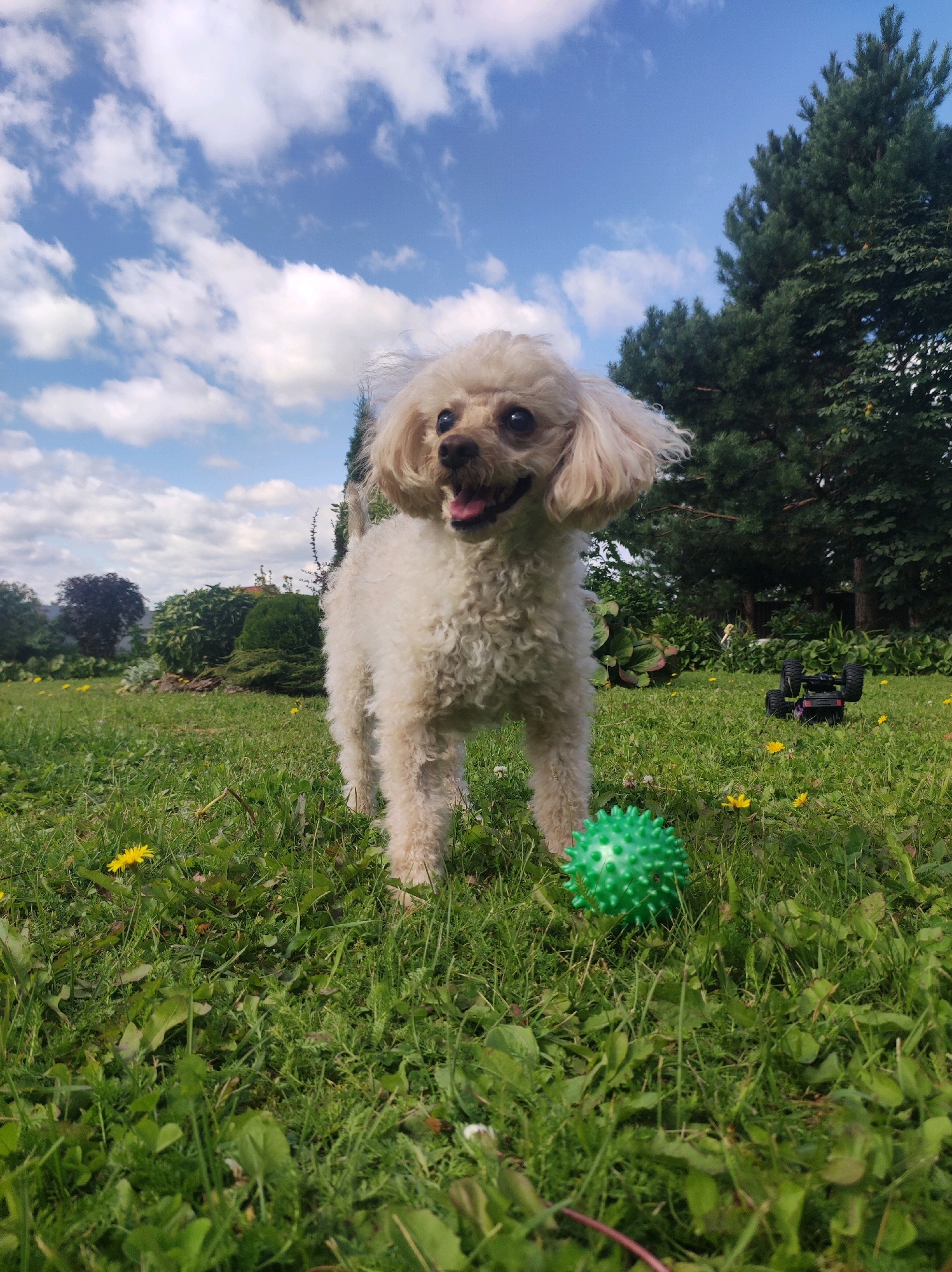 A light-colored poodle stands in a grassy yard with a green spiked ball in front of it. The dog is facing forward with its mouth open. In the background, there are trees, bushes, and a remote-controlled car tipped on its side. The sky is blue with white clouds. The location is identified as Fokino, Russia.