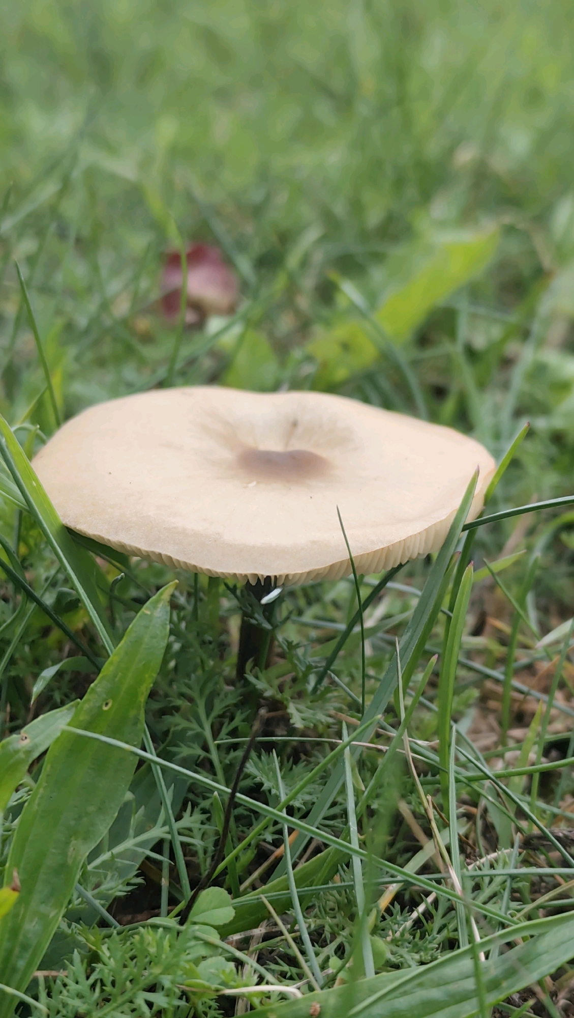 The image depicts a close-up, low-angle view of a single light brown mushroom with a wide, flattened cap, nestled among green grass and other low-lying vegetation. The mushroom's cap has a slightly darker, circular imprint in its center. The stem of the mushroom is dark and slender, barely visible beneath the cap and obscured by the surrounding greenery. The background is a blur of green, suggesting more grass and foliage. No people or animals are visible in the frame. The scene is an outdoor natural environment, consistent with a park or meadow in Jonava, Lithuania.