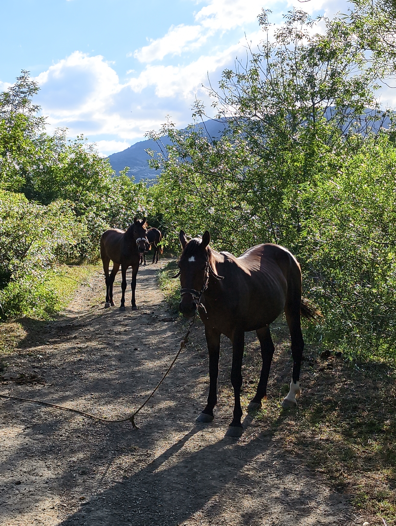A herd of horses stand on a dirt path, surrounded by lush green foliage and trees. The horses are dark brown, with some lighter markings. One horse in the foreground is tied by a rope to a stake in the ground. In the background, more horses can be seen further down the path. The scene is set against a backdrop of rolling hills and a bright blue sky with fluffy white clouds. The sunlight suggests it is late afternoon. The presence of horses and the natural, somewhat unkempt surroundings point to a rural or possibly mountainous location. The overall mood is peaceful and serene. No visible text is present in the image.