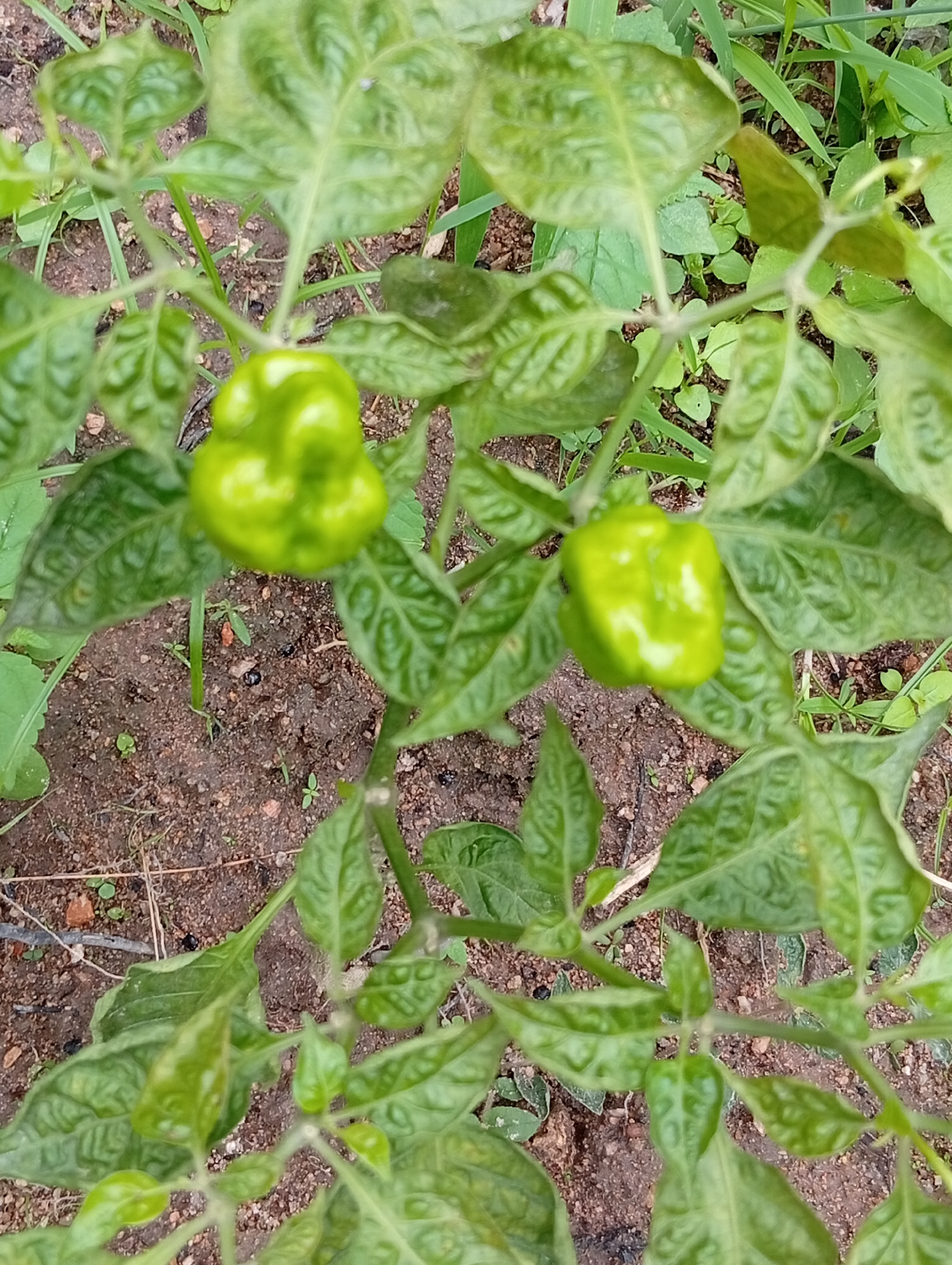 The media file depicts a close-up view of a pepper plant with two unripe green peppers. The peppers are clustered among lush green leaves and stems, with the soil and some sparse vegetation visible in the background. The focus is on the peppers, which have a somewhat wrinkled texture. The lighting suggests it is daytime, likely outdoors in a garden or farm setting. There are no visible people, text, or specific indications of weather conditions, other than the general appearance of a plant in growth. The scene is set in Jalingo, Nigeria.