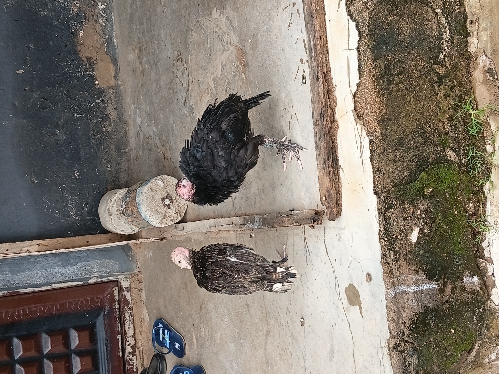 Two turkeys are on a concrete surface. One turkey, with black feathers, stands near a stack of three round, stone objects. The other turkey, with brown and white feathers, is on the ground to the right of the first turkey. Both turkeys have pink heads and necks. The ground appears to be a paved area with some cracks and patches of moss. To the left of the turkeys, a dark-colored door with a metal grate is visible. A pair of blue flip-flops is on the ground near the lower turkey. The scene appears to be outdoors, possibly in a yard or courtyard. The lighting suggests it is daytime.