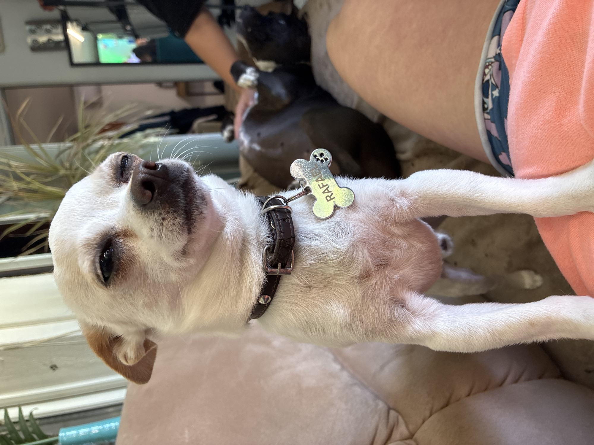 A medium close-up indoor shot depicts a white short-haired dog with brown ears lying on a beige cushion. The dog has a brown leather collar with a bone-shaped name tag, engraved with the name "RAFA." The dog's left front leg is extended toward the viewer. In the background, a person's legs are visible, with another dark-colored dog partially visible between the legs. A television screen is visible in the background. The location and city are not provided in the image.
