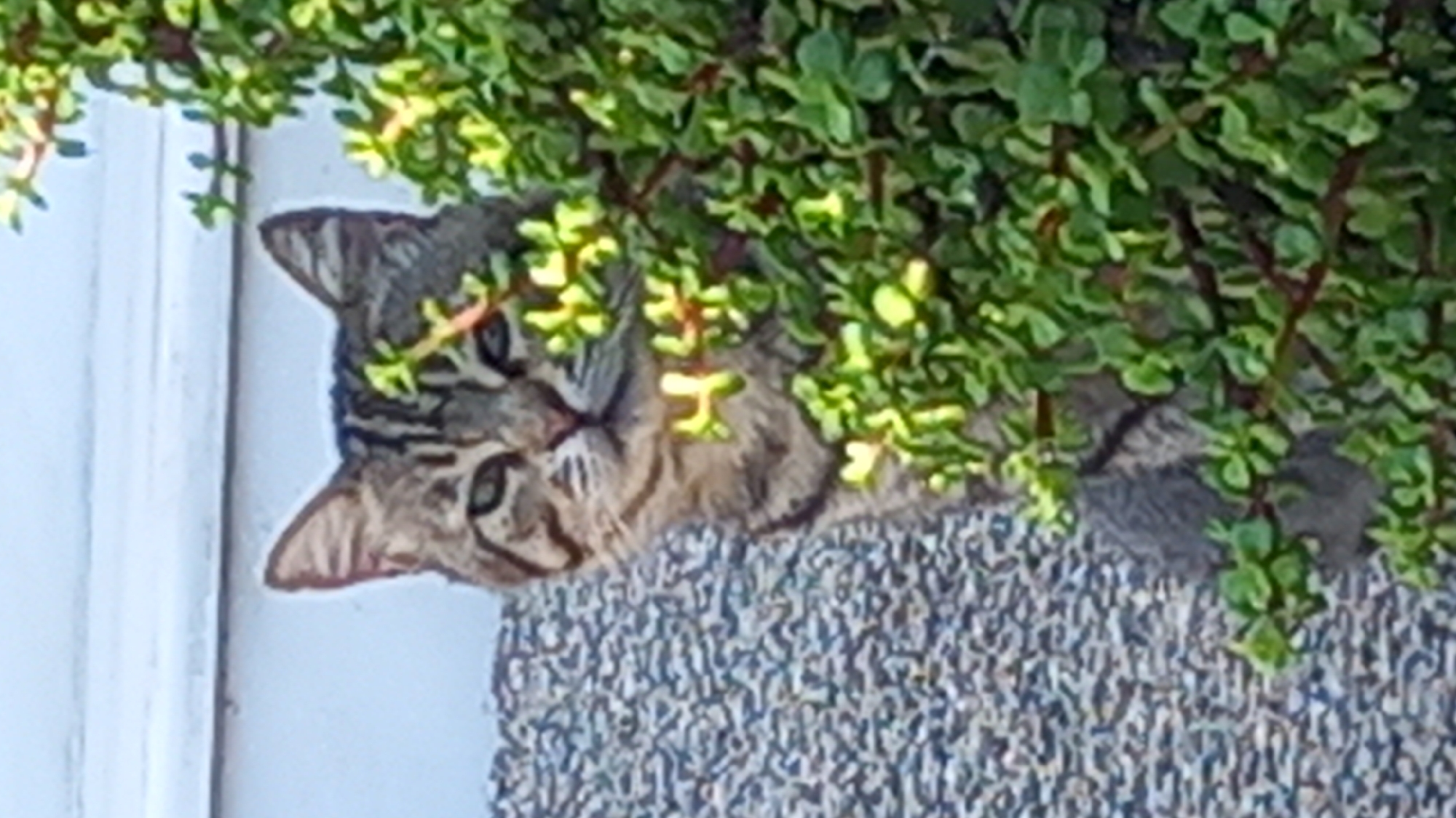 A tabby cat is partially hidden behind a lush green plant. The cat's head and shoulders are visible, with its face turned towards the viewer. It has distinct tabby markings on its fur, including stripes on its forehead and cheeks. Its eyes are open, and it appears to be looking directly at the camera. The plant has small, oval-shaped green leaves and some thin, reddish-brown branches. The background consists of a textured gray wall and a white structure with horizontal lines. The scene appears to be outdoors, possibly in a garden or near a building. The location is stated to be in Άγιος Νεκτάριος, Greece.