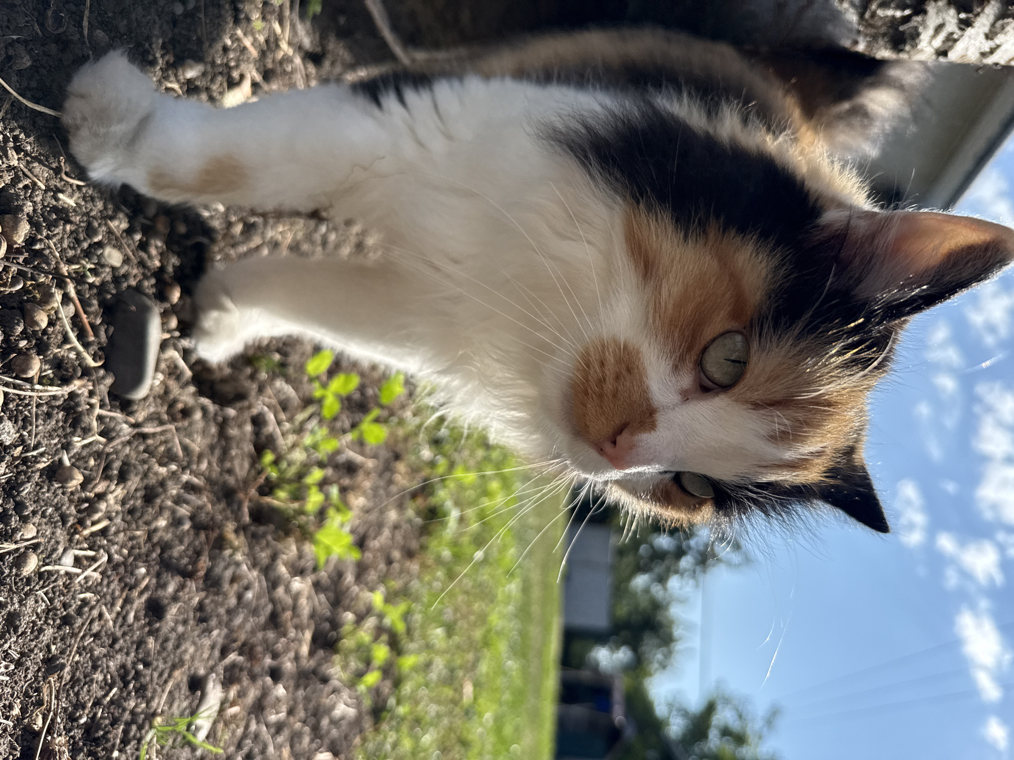 A calico cat stands on dark soil in an outdoor setting. The cat is facing to the right of the frame, with its head tilted slightly upwards. Its fur is a mix of white, black, and orange. The background is blurred, showing green grass, trees, and a bright blue sky with some white clouds. The lighting suggests it is daytime, with sunlight casting shadows and highlighting the cat's fur. The ground beneath the cat is covered in dark soil, small rocks, and bits of straw. A blurred tree trunk is visible on the left side of the image.