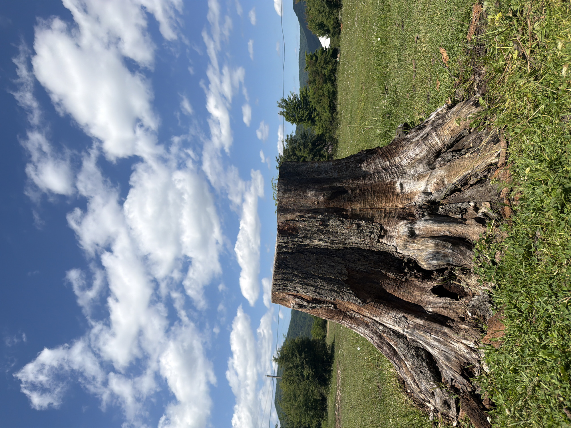 The image shows a close-up view of a large tree stump in a grassy field. The stump is rough and textured, with visible rings and bark. The background features a lush green landscape with trees and rolling hills under a bright blue sky filled with white, fluffy clouds. In the distance, there are power lines and what appears to be a building. The scene suggests an outdoor, natural environment. The provided crops focus on the sky and the base of the tree stump, offering a closer look at these elements.