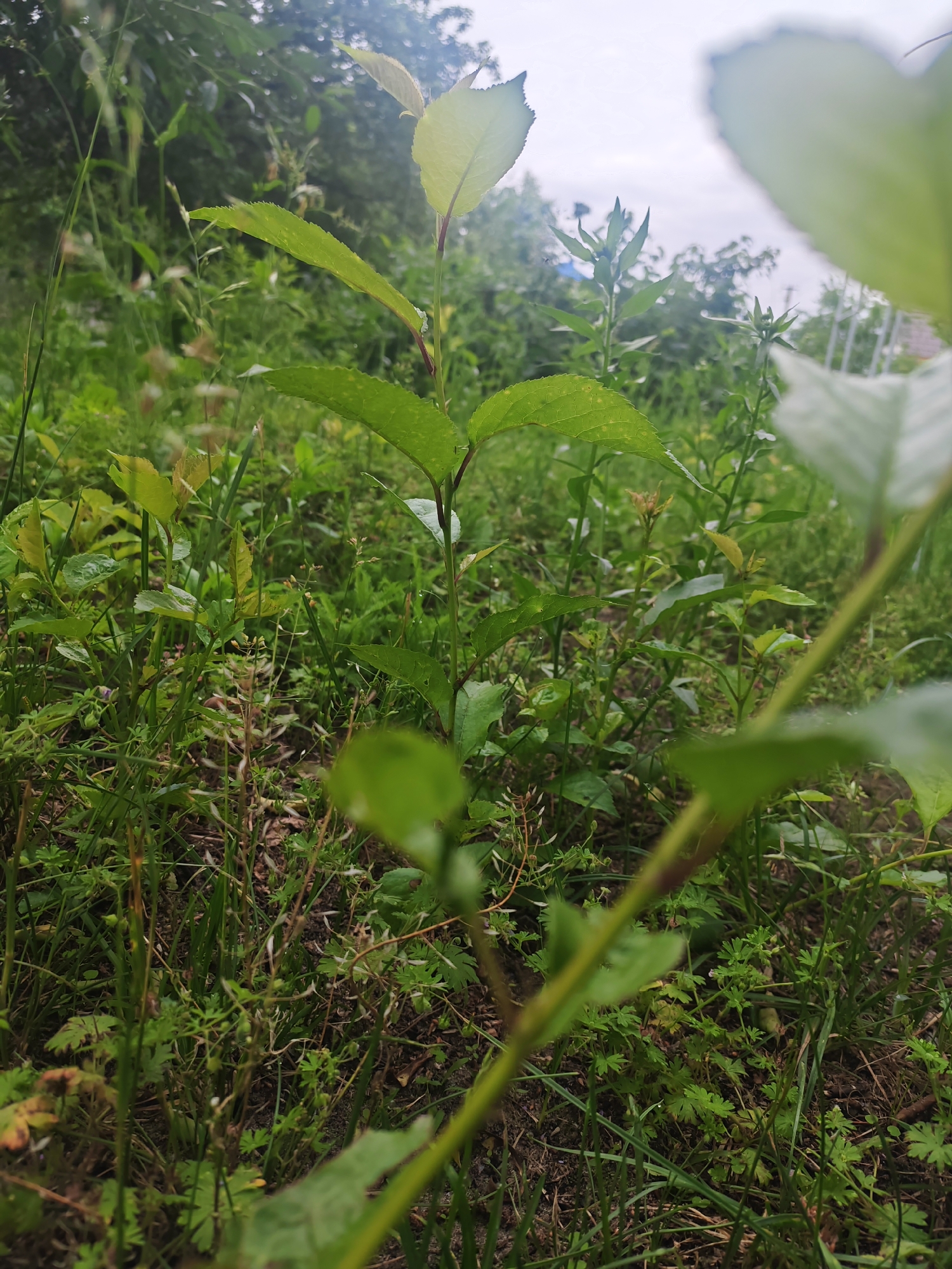 A low-angle shot captures a young plant with vibrant green leaves emerging from dense undergrowth. The plant's slender stem is visible, reaching towards the sky. Surrounding it, a carpet of grass and various smaller plants creates a lush, natural environment. In the background, trees and foliage suggest a natural setting, possibly a park or a rural area, with a slightly overcast sky above. The scene is devoid of any human presence or activity, focusing solely on the growth and detail of the vegetation.