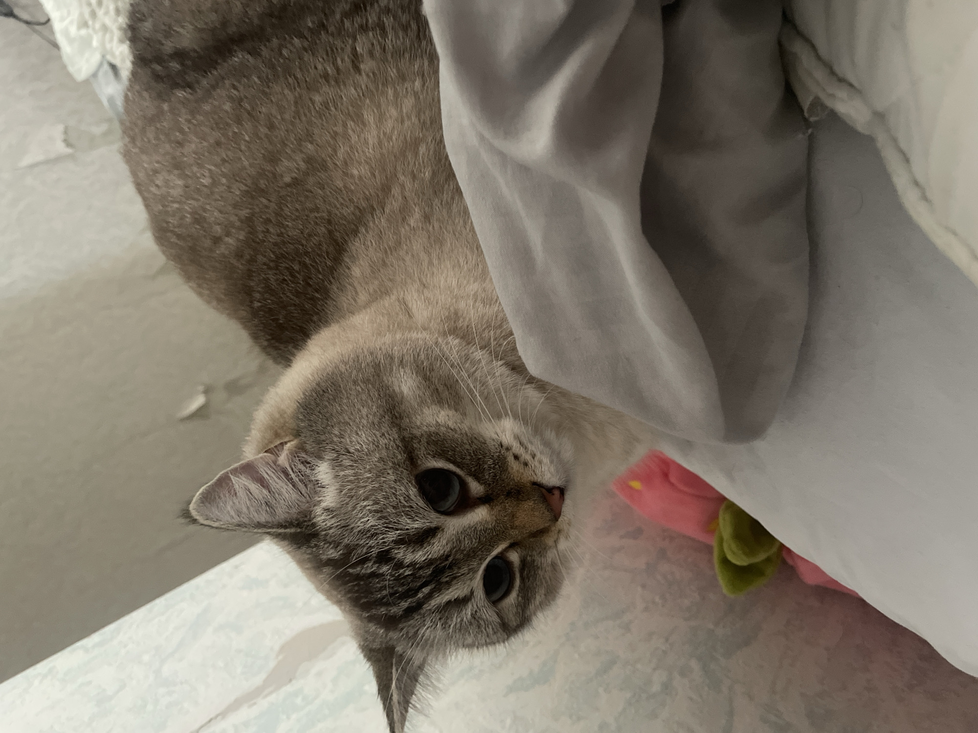 A lynx-point Siamese cat with blue eyes and tabby markings is lying on a bed with a gray comforter in a room. The cat's head is turned towards the camera, and its paws are tucked beneath its body. A pink stuffed toy with green accents is partially visible underneath the comforter, near the cat's head. The background of the room is out of focus, but appears to be a light-colored wall with a patterned wallpaper. The image was taken indoors, likely in a residential setting in Votkinsk, Russia.