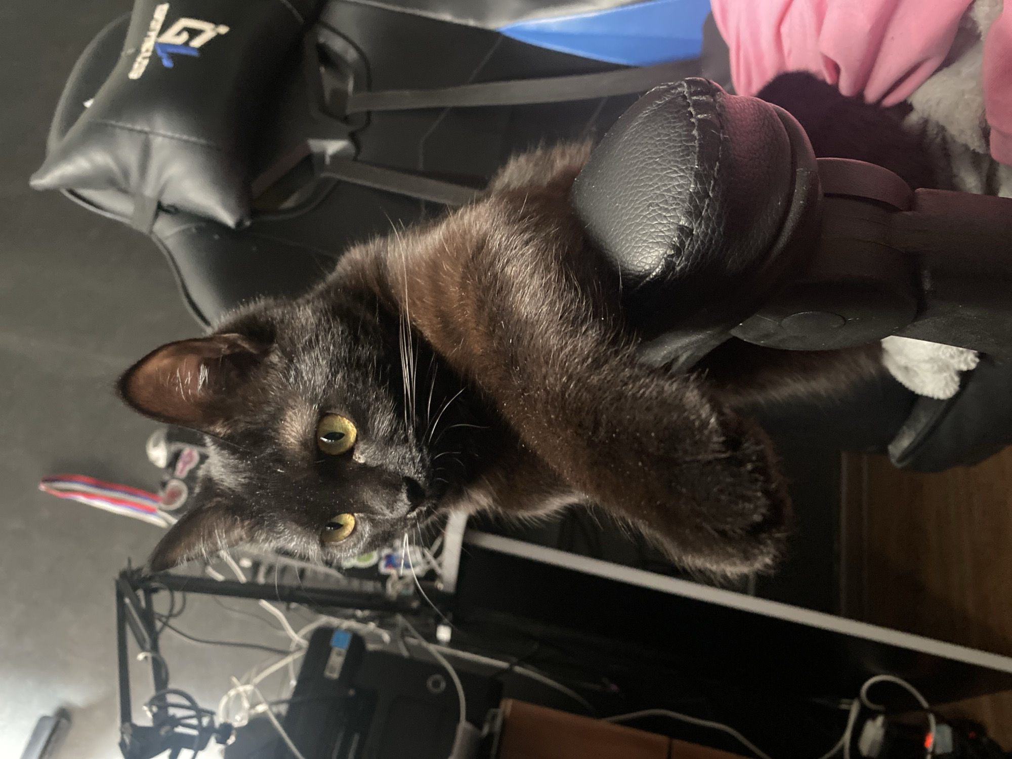 A close-up, angled shot focuses on a black cat with amber eyes, lying atop the armrest of a black gaming chair. The chair, with its "GT" logo visible, is positioned in front of a desk cluttered with wires, stickers, and electronic equipment. A pink garment is draped over the back of the chair. The location cannot be determined, but it is not in Izhevsk, Russia.