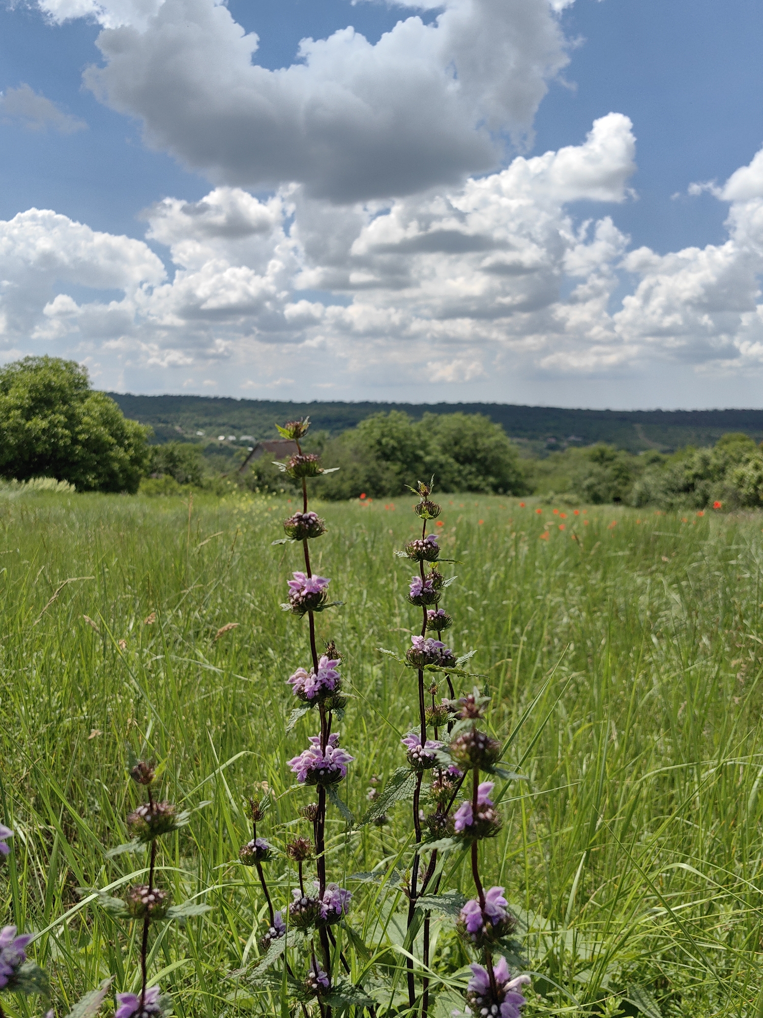 A low-angle, full shot captures a field of tall green grass with two thin, dark-stemmed flowering plants in the foreground, bearing clusters of small, light purple blossoms. The plants are in focus, while the background is blurred, revealing a gently rolling landscape under a bright blue sky dotted with fluffy white and gray clouds. Trees line the distant horizon, and a few red flowers are visible amidst the grass in the mid-ground. The scene appears to be a natural, undeveloped area, possibly a meadow or park, with no people or man-made structures immediately apparent. The overall impression is one of a sunny, peaceful day in a rural setting within the Ароматновское сельское поселение, Ukraine.