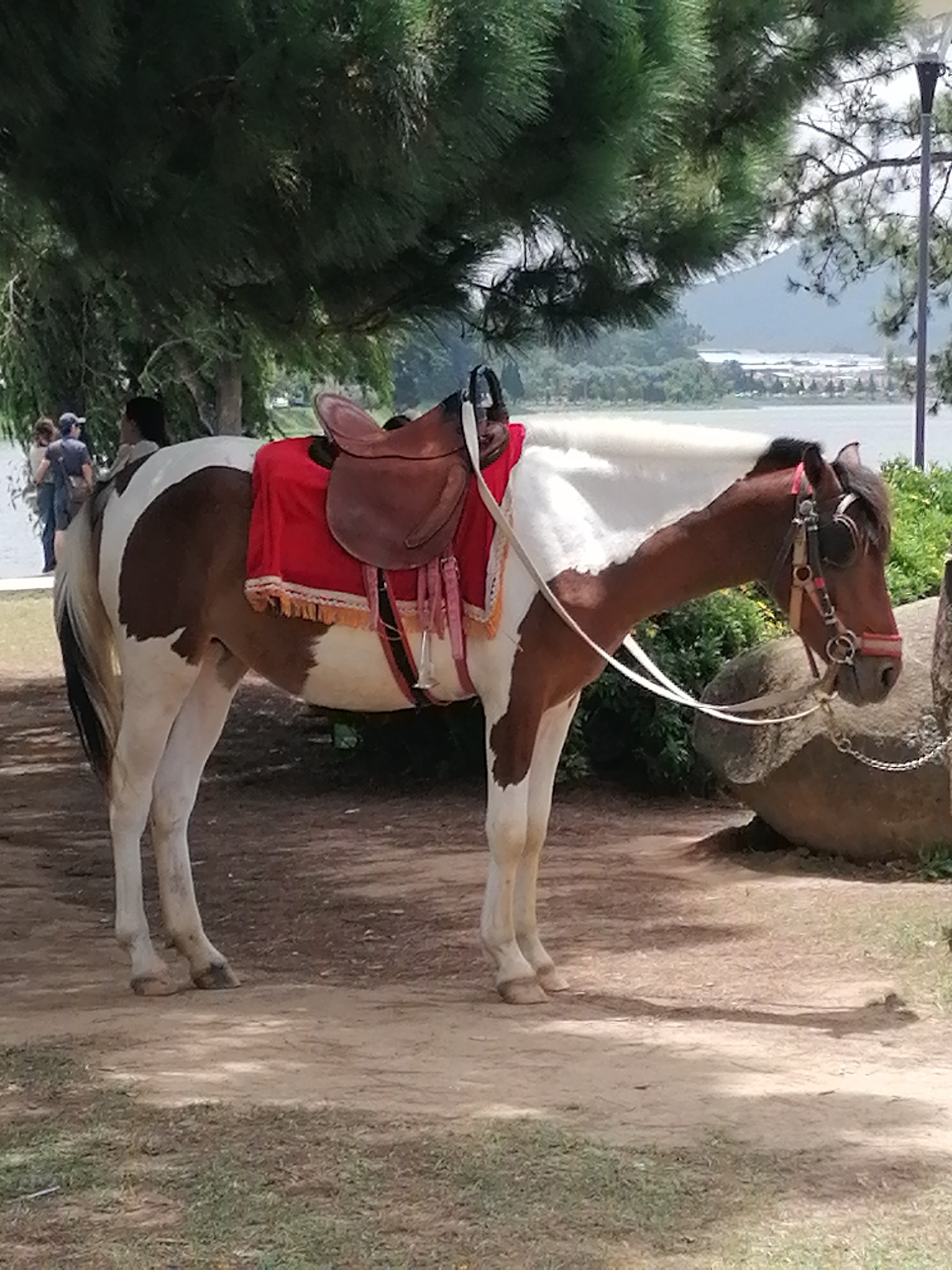 A brown and white pinto horse is standing in profile, facing right, with a saddle and a red saddle blanket. The horse is tethered by a white rope to a large rock. In the background, a body of water is visible, likely Xuan Huong Lake, with a town or city nestled beyond it, and mountains in the distance. Several people, casually dressed, are visible on the left side of the image, some standing and observing. The ground is dirt and grass, and a large pine tree provides shade over part of the scene. The setting appears to be a recreational area in Da Lat, Vietnam, possibly near the lakefront.