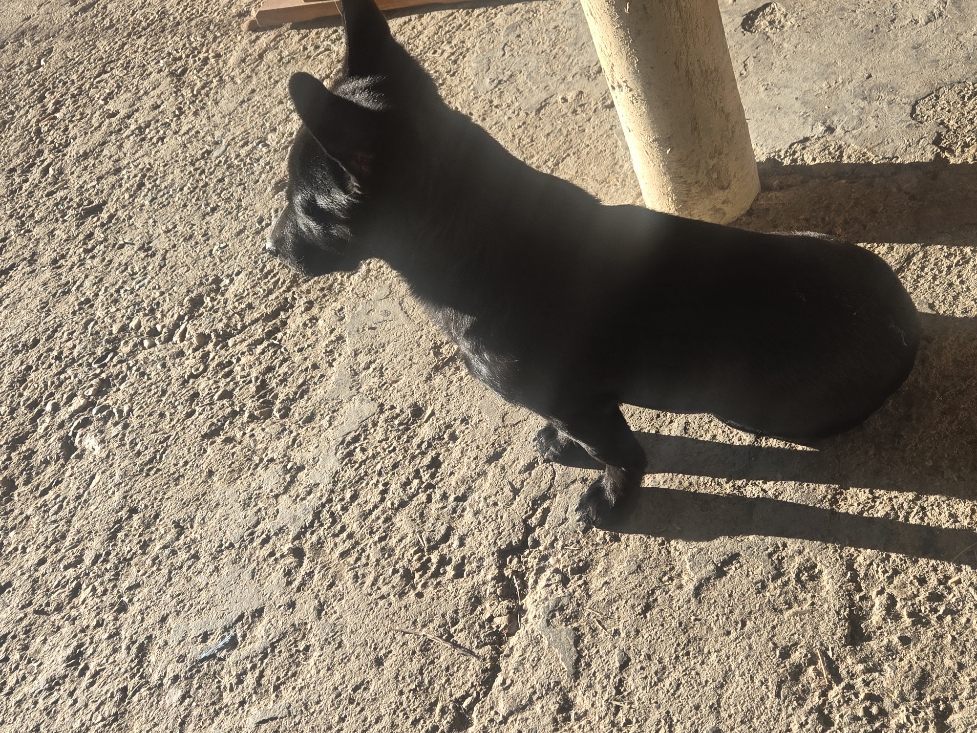 The image shows a small, short-haired black dog standing on rough, light brown ground. The dog is positioned with its back towards the upper right corner of the frame, and its head turned to the left. A cylindrical object stands near the dog's midsection on the right side of the frame. Sunlight casts shadows across the ground. The location is Unknown, Unknown.