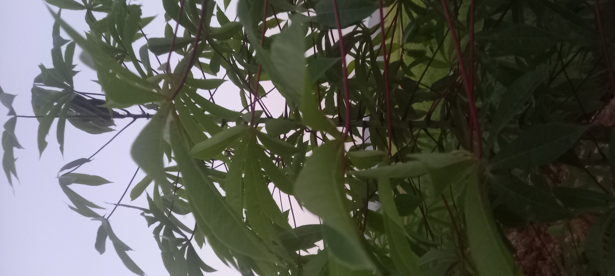 The image depicts a close-up view of a cassava plant with distinctive palmate leaves. The plant's stem is dark reddish-brown, and some thin, red wires are visible woven through the foliage, possibly supporting or guiding the plant's growth. The background is softly blurred, showing hints of a landscape that includes green fields and a hazy sky, suggesting an outdoor setting, likely in Sidamulya, Indonesia, given the context provided. The lighting appears to be subdued, possibly indicating early morning or late afternoon. There are no people or animals visible in the frame, and the focus is entirely on the plant and its immediate surroundings.