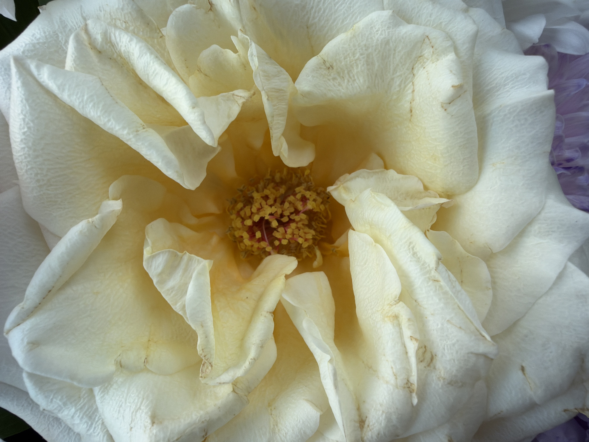 This image shows a close-up of a white rose in full bloom. The petals are soft, textured, and slightly curled, revealing the flower's center with yellow and red stamen. The rose is not located in any specific city or environment in this image.