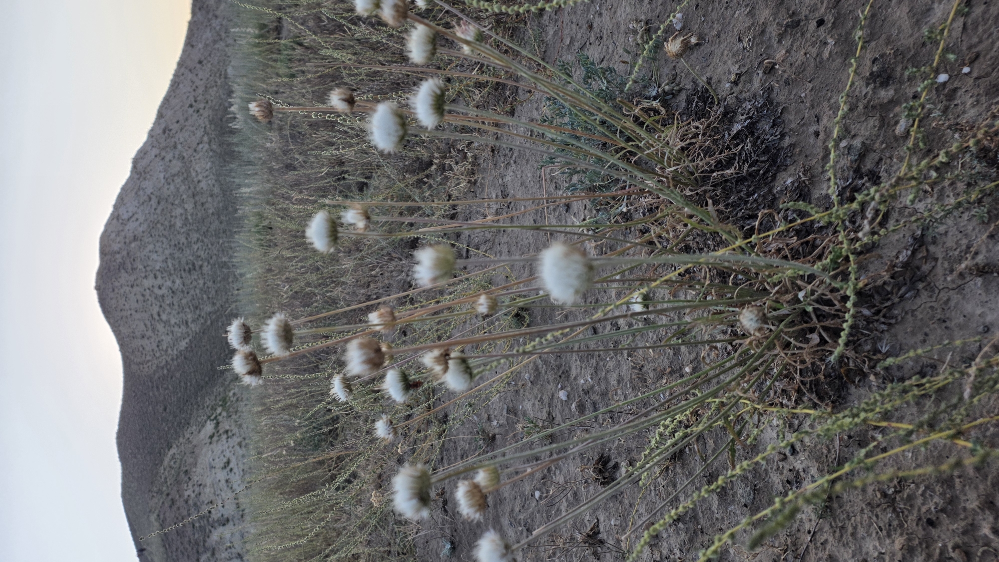 The image depicts a dry, arid landscape with a focus on a cluster of fluffy, light-colored wildflowers in the foreground. The flowers have delicate, wispy petals that give them a cotton-like appearance. They are attached to thin, upright stems, some of which are dry and brittle. The ground is a mixture of dry soil and sparse, dried vegetation. In the background, a large, barren hill dominates the scene, its slopes textured with small rocks and sparse plant life. The sky above is pale and overcast, suggesting either early morning or late evening light. The overall impression is one of a natural, undeveloped environment, consistent with the outskirts of a rural area like At-Bashi, Kyrgyzstan, where such flora and terrain are common. There are no people or animals visible in the image. The scene is static and appears to be a still photograph of the natural environment.