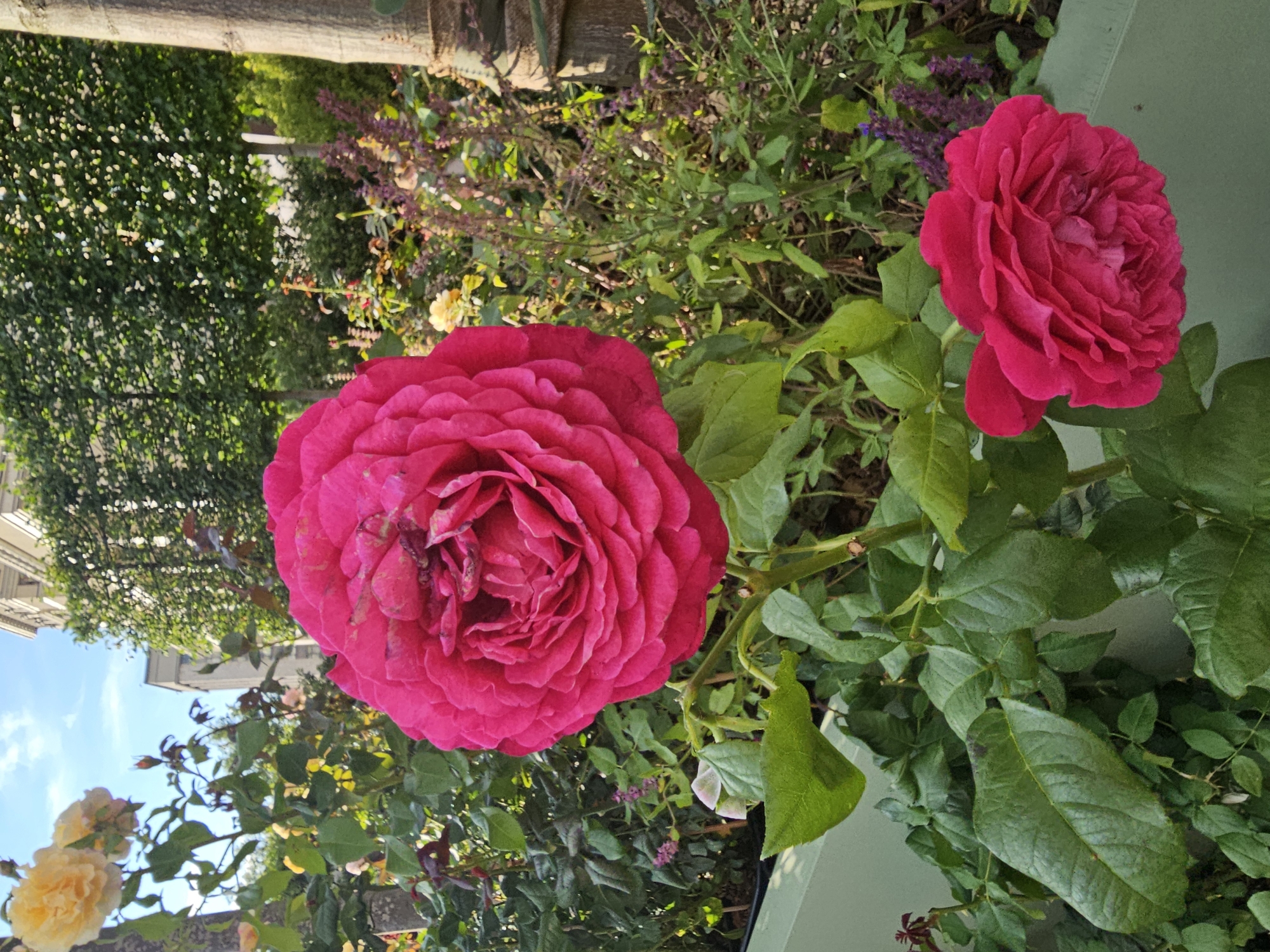 A close-up, eye-level shot captures two vibrant pink roses in a garden setting. The rose in the foreground is large and fully bloomed, with tightly packed petals that form a ruffled center. Its stem is visible, along with lush green leaves. To the right and slightly lower, a second, smaller pink rose is also in bloom. The background is a blur of greenery, with glimpses of a light-colored building and trees, suggesting an urban park or garden. The lighting is natural, with sunlight illuminating the flowers and creating dappled shadows on the leaves. No people are present in the frame. The scene is static and serene, showcasing the beauty of the flowers.