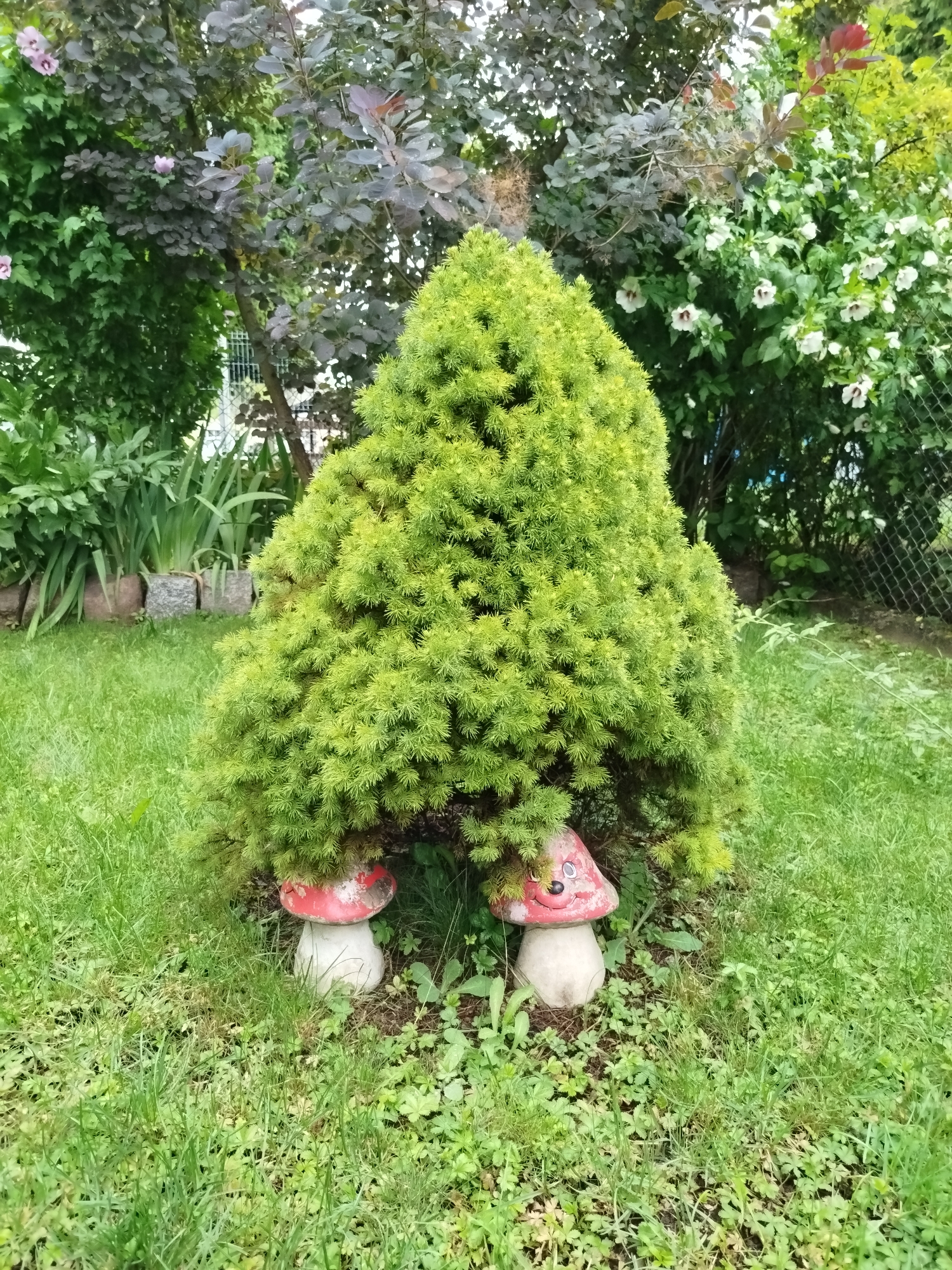 In an outdoor garden setting, a conical evergreen tree is the central subject. Two decorative mushroom statues, one on the left and one on the right, are positioned at the base of the tree, peeking out from beneath its foliage. The mushroom on the right has a painted smiley face. The garden is lush with green grass and various plants, including dark-leafed shrubs with pink flowers and a white-flowered bush in the background, bordered by a wire fence. The image was taken in the city of Szczecin, Poland.