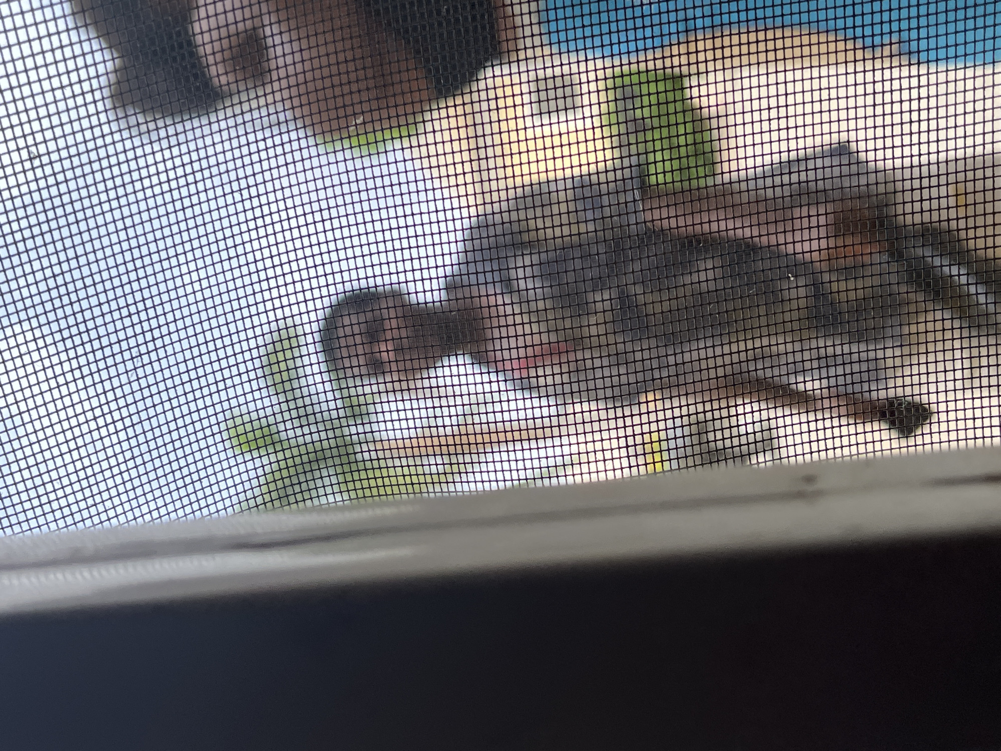 The image is taken from inside a room, looking out through a window screen. A bird is perched on the outside of the screen, partially obscuring the view. The background shows trees, buildings, and a clear sky. The lower portion of the image is dominated by a dark windowsill.
The location in Abuja, Nigeria, cannot be determined with certainty solely from this image. The environment is too generic to identify the specific location.