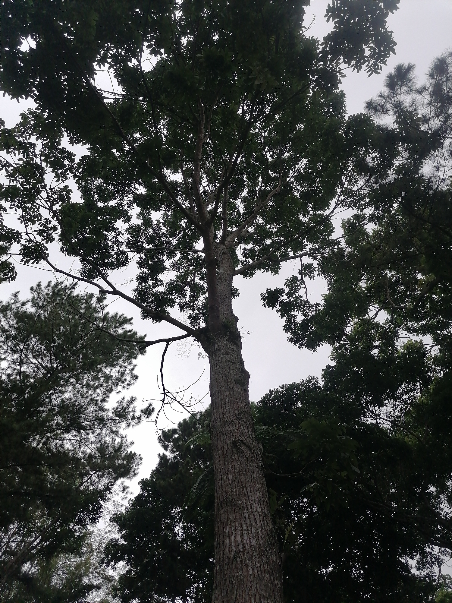 The image captures a low-angle view of a tall tree with a thick, textured trunk and a dense canopy of dark green leaves. The tree dominates the frame, with its branches extending upwards and outwards. The sky behind the tree is overcast and bright, suggesting a cloudy day. In the background, other trees with pine-like foliage are visible, creating a sense of a natural environment. There are no people or any discernible urban elements in the image, indicating it was taken in a natural or park-like setting, possibly within the lush green landscapes that characterize areas of Davao City, Philippines. The overall impression is one of natural grandeur and tranquility, emphasizing the scale and age of the tree.