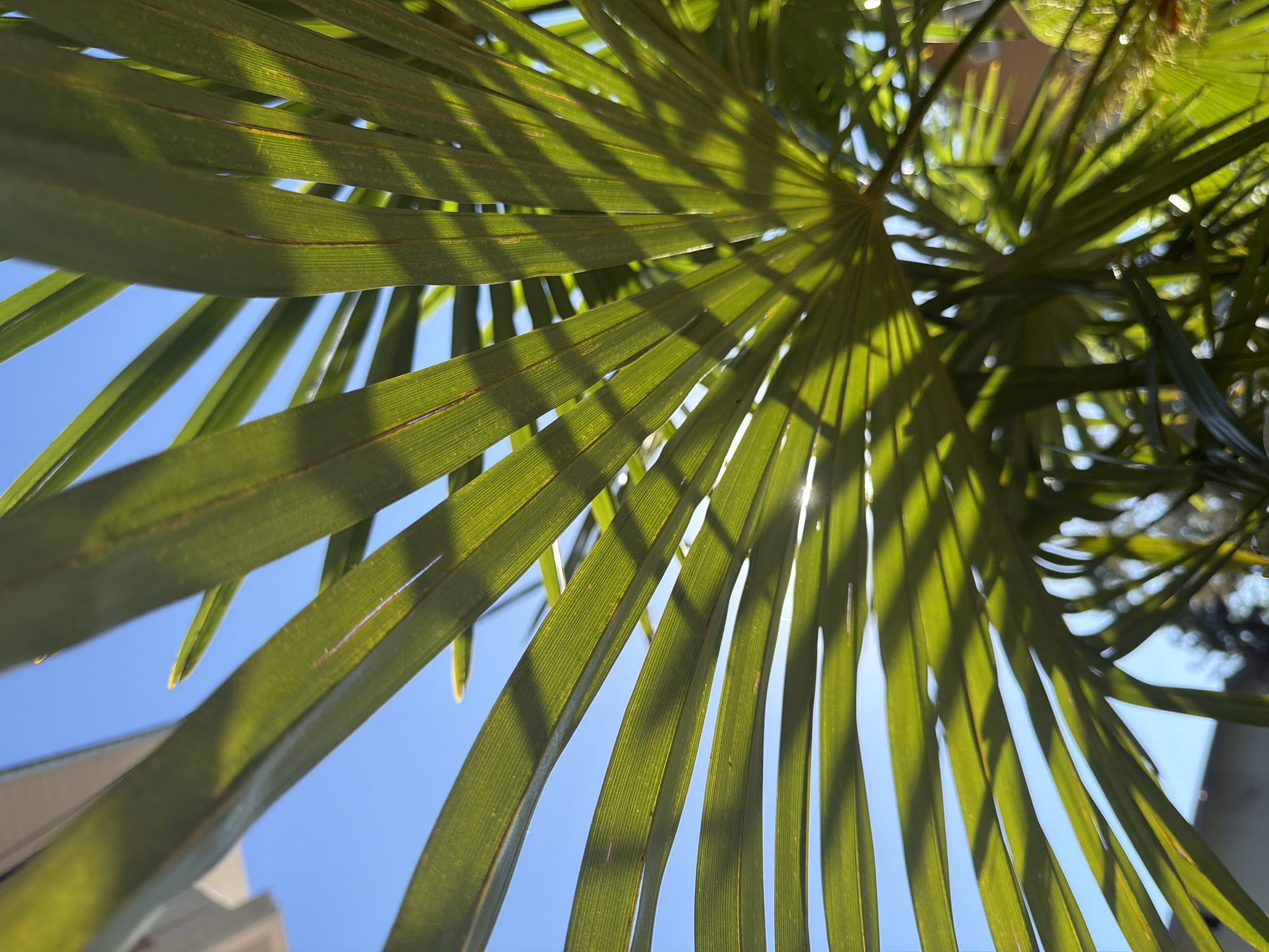 The image is a close-up, low-angle shot of green palm fronds against a bright blue sky. The fronds are fanned out, and the sunlight filters through them, creating dappled shadows. The scene appears to be outdoors, possibly in a park or garden. There are no people or animals visible. The overall impression is one of a sunny day in a tropical or subtropical environment. Given that this image was captured in Sochi, Russia, it likely depicts a palm tree in a park, botanical garden, or private garden in the city. Sochi is known for its subtropical climate, which supports the growth of palm trees.