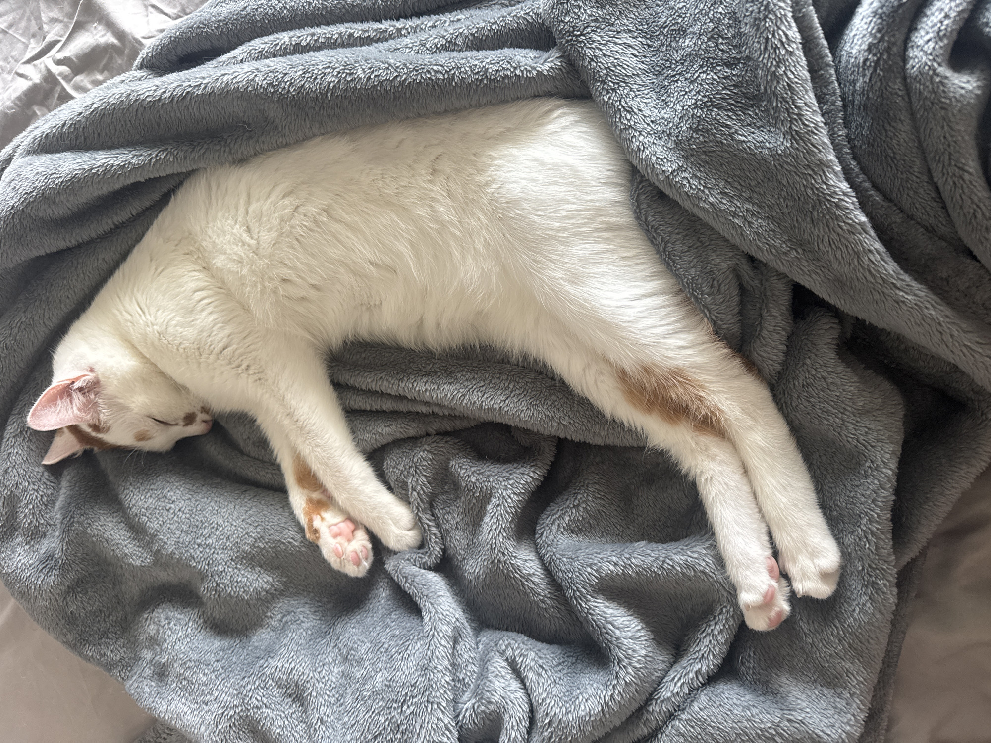 A white cat with orange markings sleeps curled up on a gray, fluffy blanket. The cat is positioned diagonally across the frame, with its head resting on its paws and its body extended. The blanket is draped loosely around the cat, creating a cozy nest. The background consists of a gray surface, possibly a bedspread, with visible wrinkles. The lighting is soft and natural, indicating an indoor setting. No specific location in Sofia, Bulgaria, can be determined from the image.