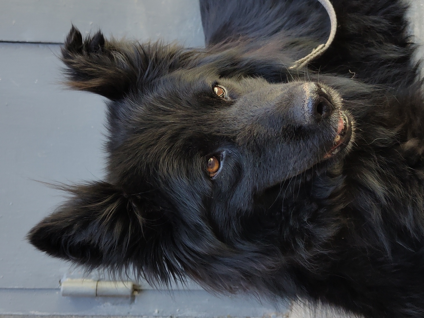 A close-up, eye-level, vertical shot shows the head of a black, long-haired dog. The dog is facing slightly to the right, with its eyes looking towards the right. The dog's fur is dark and appears somewhat shaggy, with some strands sticking up around its pointed ears. The dog's eyes are a warm brown color. Its mouth is slightly open, revealing a pink tongue and some teeth. A light-colored leash is visible around the dog's neck on the right side of the frame. The background is a plain, muted gray surface with a visible hinge on the left side, suggesting it might be a door or a gate. The lighting is natural and appears to be coming from the right, casting subtle shadows on the dog's face. The scene is outdoors, with no discernible urban features beyond the background structure.