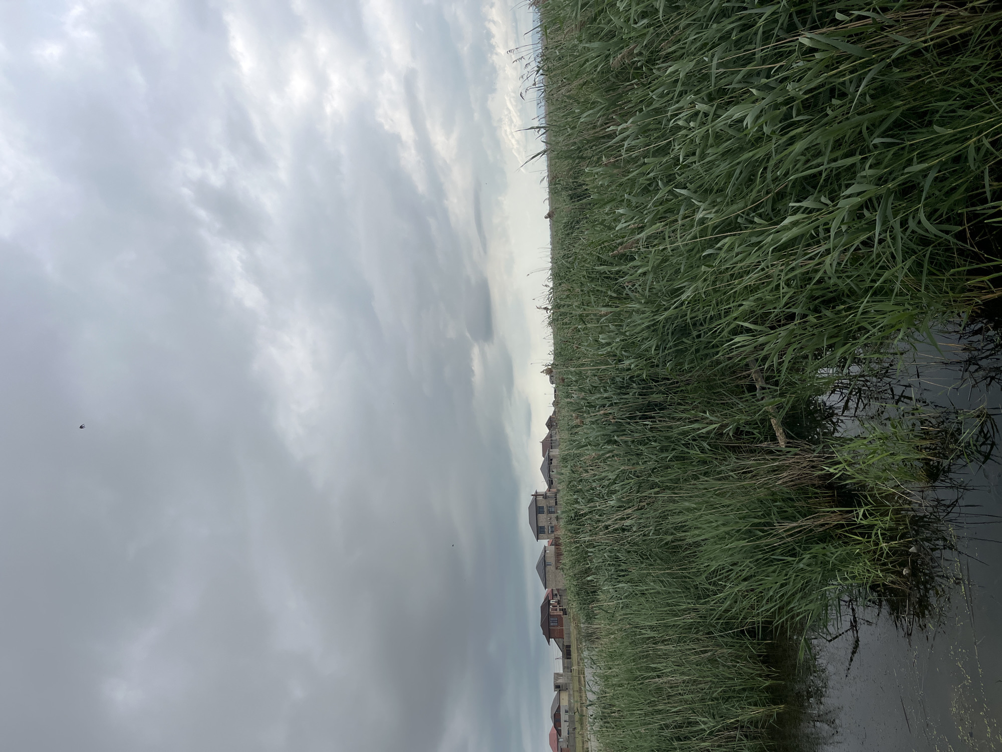 The image shows a view of a canal or waterway bordered by tall grasses or reeds in Kaspiysk, Russia. The sky is overcast with heavy clouds. In the distance, a row of residential houses can be seen. The water is still and reflects the surrounding vegetation. There is one small dark bird in the sky. The image is taken from a slightly low angle, closer to the water level.