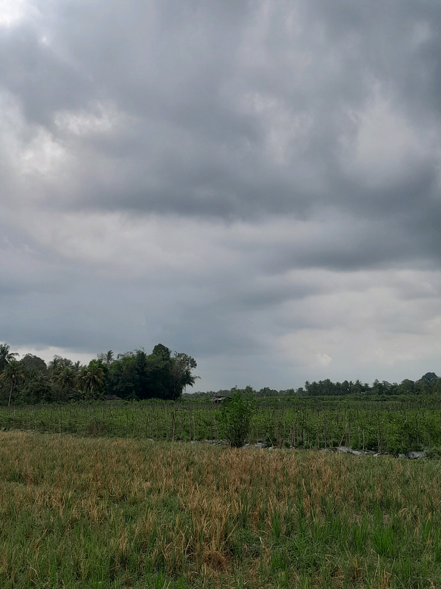 A wide shot captures a rural landscape under a heavily overcast sky. In the foreground, dry, golden grass is interspersed with green. Beyond this, a field of cultivated green plants, supported by thin wooden stakes, stretches across the middle ground. The background features a dense line of trees, including palms and other tropical foliage, separating the cultivated fields from the distant horizon. The sky is filled with thick, dark grey clouds, suggesting an impending storm. The scene appears to be in an agricultural area.