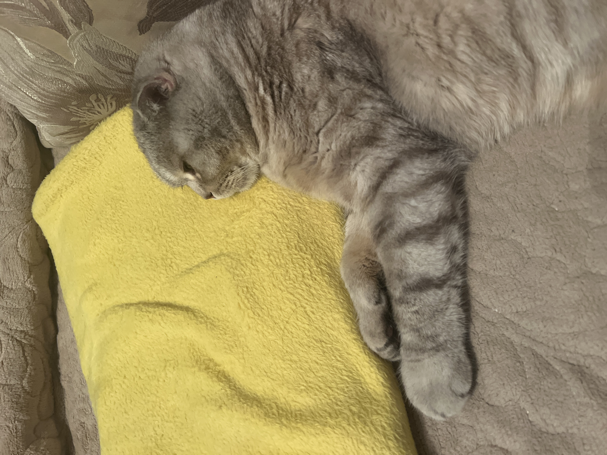 An overhead shot captures a domestic cat resting peacefully indoors. The cat, with soft grey and tan striped fur, is curled up on various soft furnishings. Its head is gently laid on a bright yellow, plush blanket or cushion, while its body and outstretched front paw rest on a textured, light brown or beige blanket. Another patterned pillow or blanket, featuring a floral or abstract design in similar muted tones, is partially visible in the upper left corner.
The cat appears to be in a deep sleep, its eyes closed and its body relaxed, conveying a sense of comfort and tranquility. Its folded ear, visible in one of the crops, suggests it might be a Scottish Fold or a similar breed. The soft lighting indicates an indoor setting, likely a home, though the specific time of day is not discernible. No text is visible in the image. The scene offers a cozy glimpse of a pet at rest in Chaikovsky, Russia.