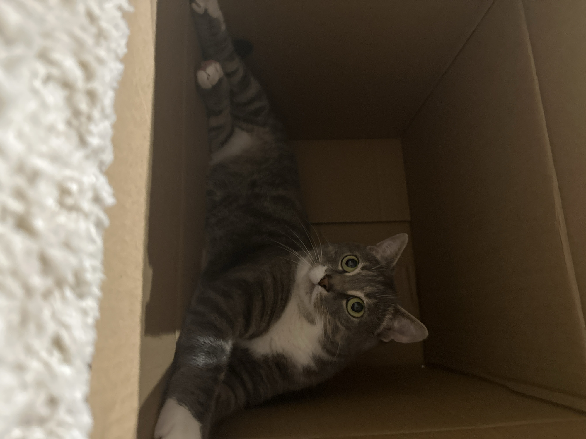 In an indoor, dimly lit environment, a gray and white tabby cat is lying down in a cardboard box. The cat is positioned on its left side, with its body stretched out. Its front paws are extended forward, and its hind legs are tucked underneath. The cat's head is turned to the right, and it is looking directly at the camera with wide, green eyes. The cat has a white chest and paws. The cardboard box is open on one side, allowing the cat to be seen. The floor of the box is made of cardboard, and the sides are also cardboard. In the foreground, a fluffy, white rug is visible. The overall scene suggests a pet at rest in a common household item.