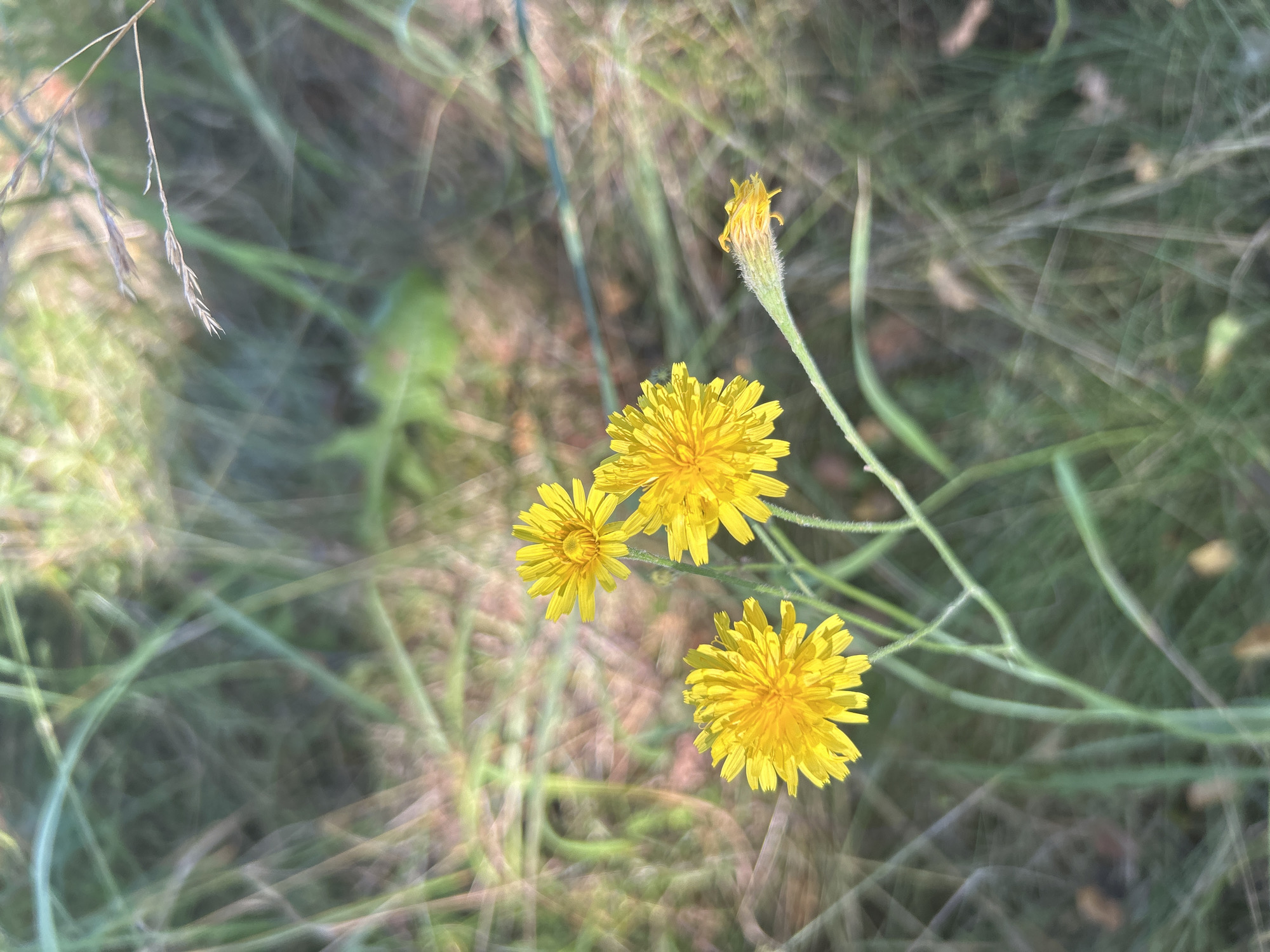 The image displays a close-up, shallow depth-of-field view of three bright yellow dandelion flowers in various stages of bloom, with a fourth bud visible. The flowers are the primary subjects, positioned in the lower-left to center of the frame. The background is a soft blur of green and brown tones, suggesting a natural, grassy environment. The lighting indicates it is daytime, with sunlight illuminating the flowers from above and to the left. There are no people or man-made objects visible in the scene. The image does not provide any information about the location of Калицино, Russia.