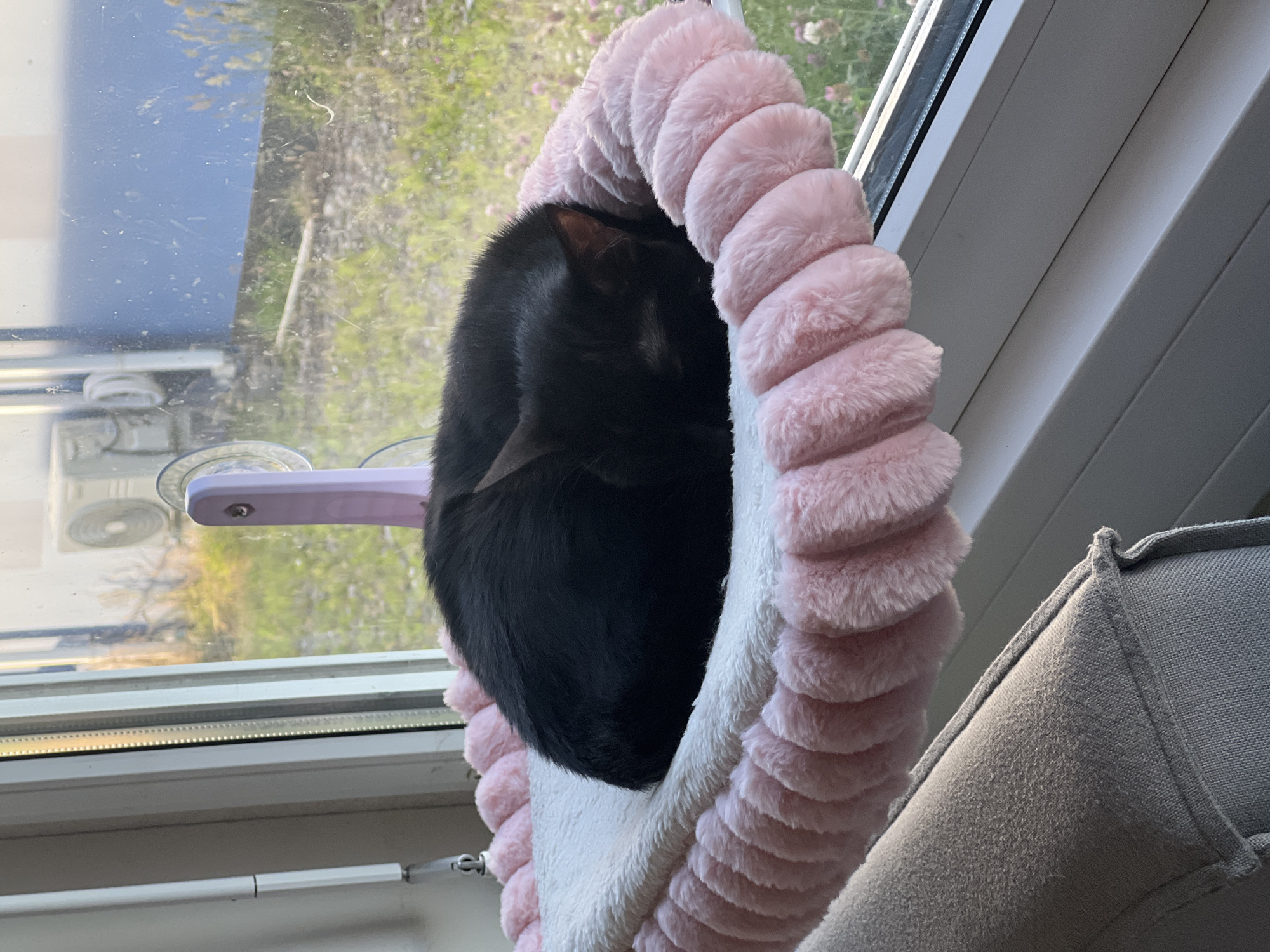 In a domestic setting, a black cat is asleep on a pink and white cat hammock attached to a window. The hammock is circular with a plush pink edge. Through the window, a sunlit outdoor environment with green grass and some flowering plants is visible. The scene appears to be a peaceful moment of rest for the animal. This image was taken in Genemuiden, Netherlands.