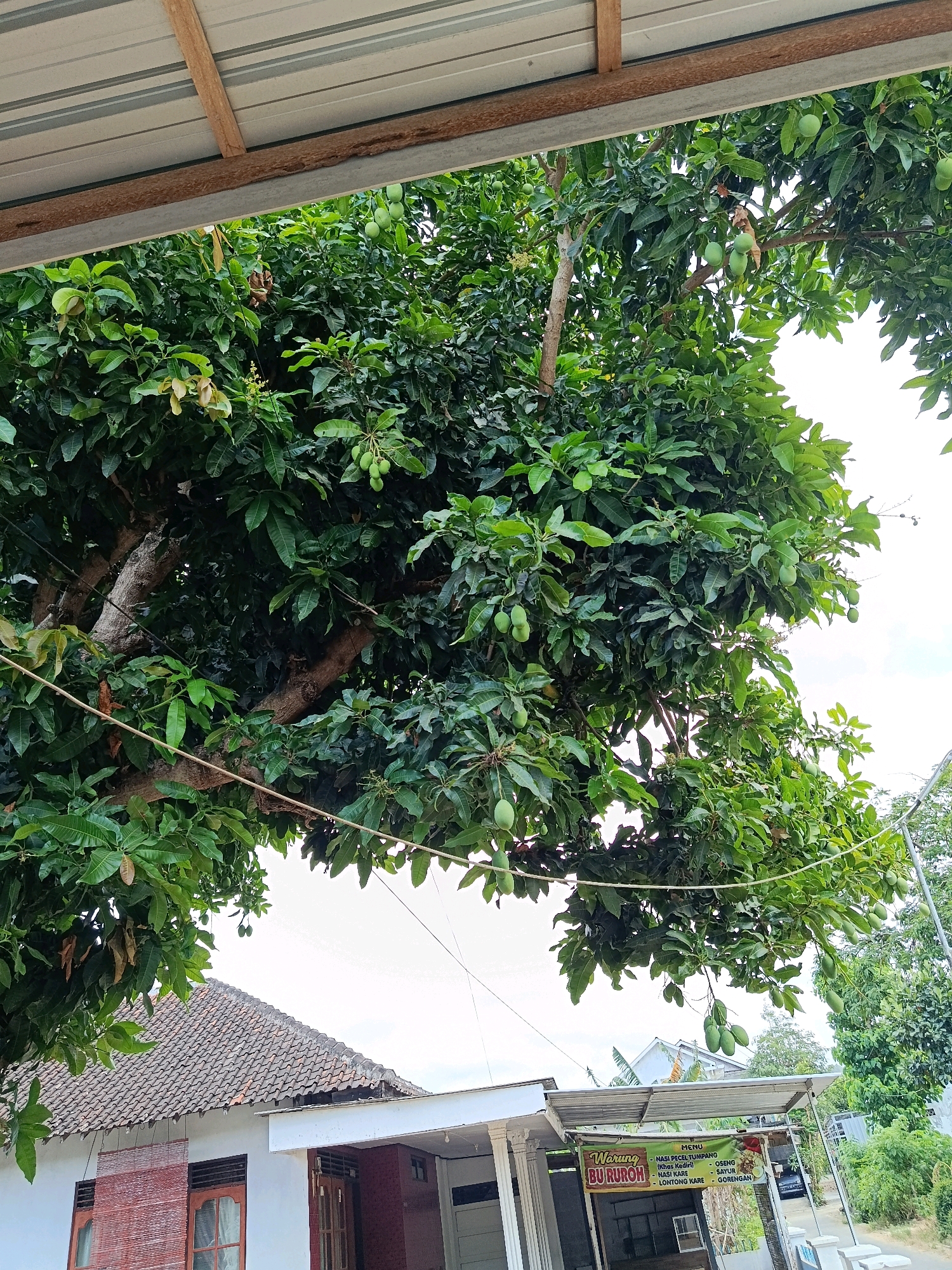 This image depicts a mango tree laden with green mangoes, situated in front of a building with a tiled roof. The scene appears to be in Menadi, Indonesia, as indicated by a sign on the building that reads "Warung Bu Ruroh" with menu items listed in Indonesian. The building has white walls and wooden framed windows. The mango tree's branches extend over the roof of the building. The sky is overcast, suggesting a cloudy day. The overall impression is of a rural or semi-rural setting with a focus on local produce and a small business.