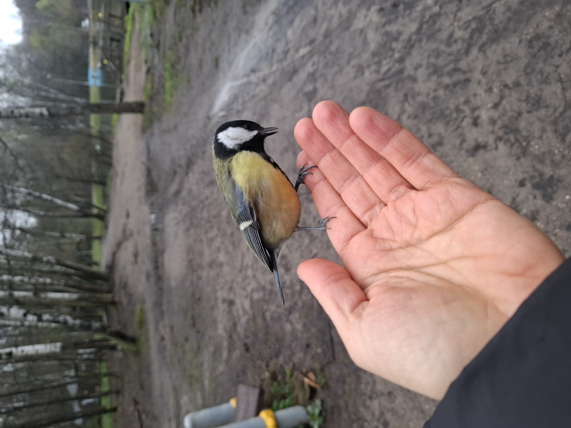 The image displays a close-up, eye-level view of a Great Tit perched on an outstretched human hand in an outdoor setting in Moscow, Russia. The small bird, positioned centrally on the palm, features a distinctive black head, prominent white cheek patches, a bright yellow breast with a bold black stripe running down its center, and an olive-green back with greyish wings and tail. Its tiny claws are visible gripping the skin of the hand. The hand, partially seen on the right, is open and slightly cupped, with visible lines on the palm, suggesting a gentle interaction or feeding. A dark-colored sleeve from the person's clothing is visible in the bottom right corner.
The background is softly blurred, revealing a natural, somewhat damp or muddy dirt path that recedes into the distance. On the left side, numerous bare tree trunks and branches are visible, indicating either late autumn or winter. Faint structures, including what appears to be a blue building and some grey poles with yellow accents, are discernible in the distant background. The lighting is diffused and soft, suggesting an overcast day, and there are no harsh shadows. The scene captures a tranquil moment of connection between wildlife and human.
