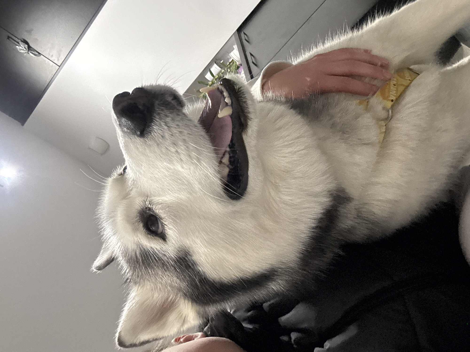 A low-angle indoor photograph in the city of Unknown, Unknown, captures a Siberian Husky in profile, facing slightly right and looking upward. The dog's muzzle is white with a black nose, and its mouth is open, revealing a pink tongue and upper and lower teeth, including prominent canines. Its fur is a mix of white and gray-black, with characteristic husky markings around its dark eyes and erect ears. A human's ear and shoulder, clad in dark clothing, are visible on the far left. A light-skinned human hand rests on the dog's chest/shoulder on the right side of the frame. A yellow collar or harness, bearing partial text such as 'ANANA,' is visible around the dog's neck. The background features a white ceiling with an overhead light source, and a dark cabinet or wardrobe in the upper right. A small plant or floral arrangement in a white container is visible on a surface behind the dog's head. The lower left of the frame is dominated by dark, indistinct fabric.