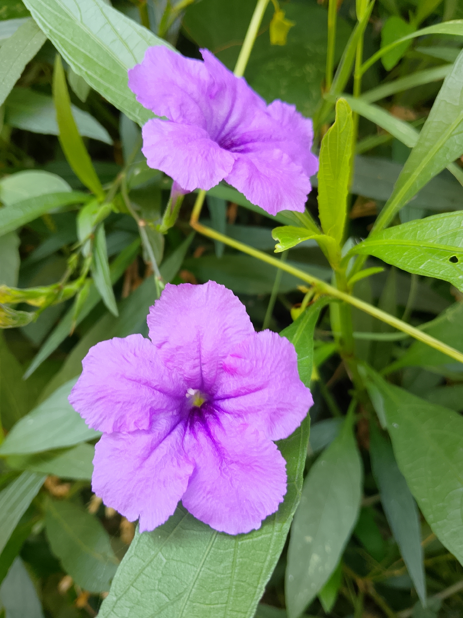 The image shows two purple flowers with five petals each, surrounded by lush green leaves. The flowers are in focus, while the background is softly blurred, suggesting a shallow depth of field. The lighting appears natural, with some areas of highlight and shadow on the petals and leaves. The image seems to be a close-up shot taken outdoors, likely in a garden or natural setting. No people are visible in the image. The location is specified as the city of Kasiman, Indonesia, indicating a tropical or subtropical environment where such flora would thrive.