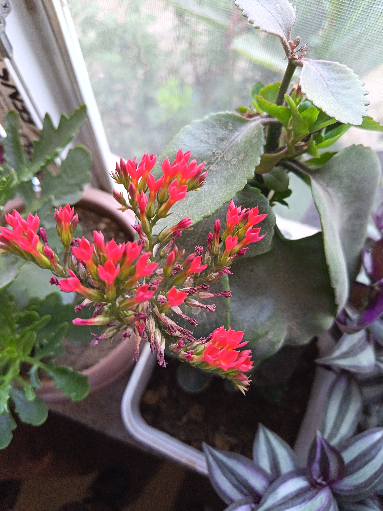 The image shows a close-up of several potted plants, with a focus on a cluster of small, vibrant pink flowers. The flowers are clustered together on thin stems, with some of the blooms appearing fully open and others still in bud. The leaves of the plant with the pink flowers are thick and green, with some showing a dusty or fuzzy texture. In the background, other plants are visible, including one with broad, grey-green leaves and another with striped purple and green leaves. The plants appear to be situated near a window, with diffuse light coming from outside, possibly indicating an indoor setting such as a windowsill or a greenhouse. The overall impression is one of a collection of well-maintained houseplants. This image does not provide any specific information about the city of Masazir, Azerbaijan, or any details regarding people, actions, or interactions.