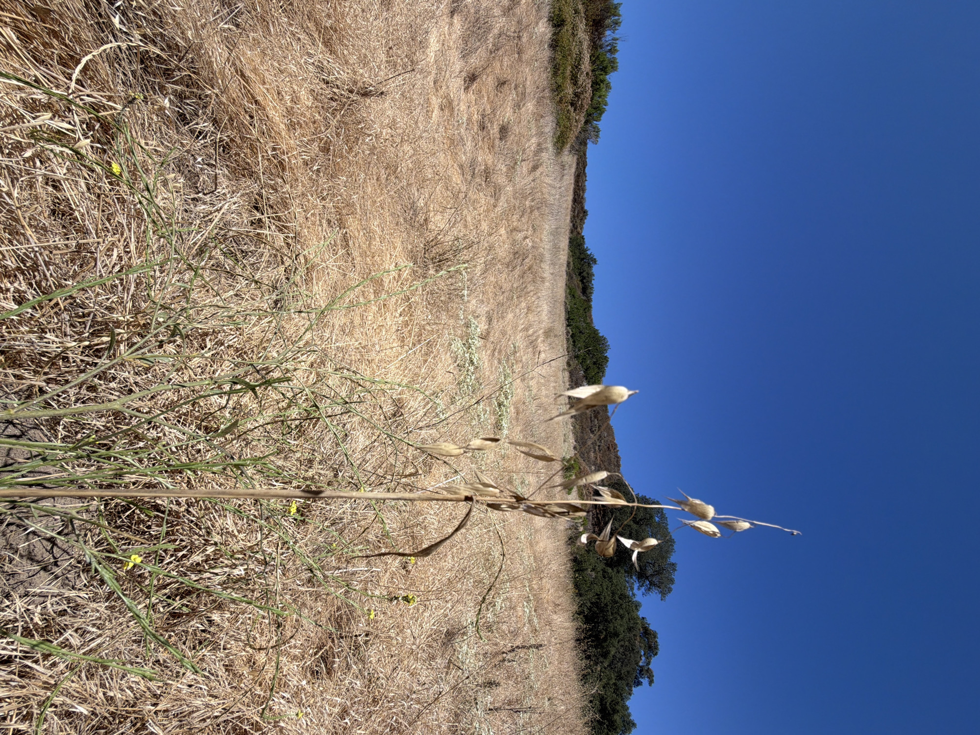 An extreme low-angle, eye-level shot captures a landscape under a clear, bright blue sky. In the foreground, a dry, tall stalk with seed pods is prominently featured. This stalk is surrounded by dry, golden-brown grass that covers a sloping hillside. Interspersed with the dry grass are some sparse green plants, a few of which bear small yellow flowers. In the background, a line of dark green trees and shrubs crests the hill. The environment appears dry and arid, characteristic of a Southern California hillside in Aliso Viejo, United States during a dry season.