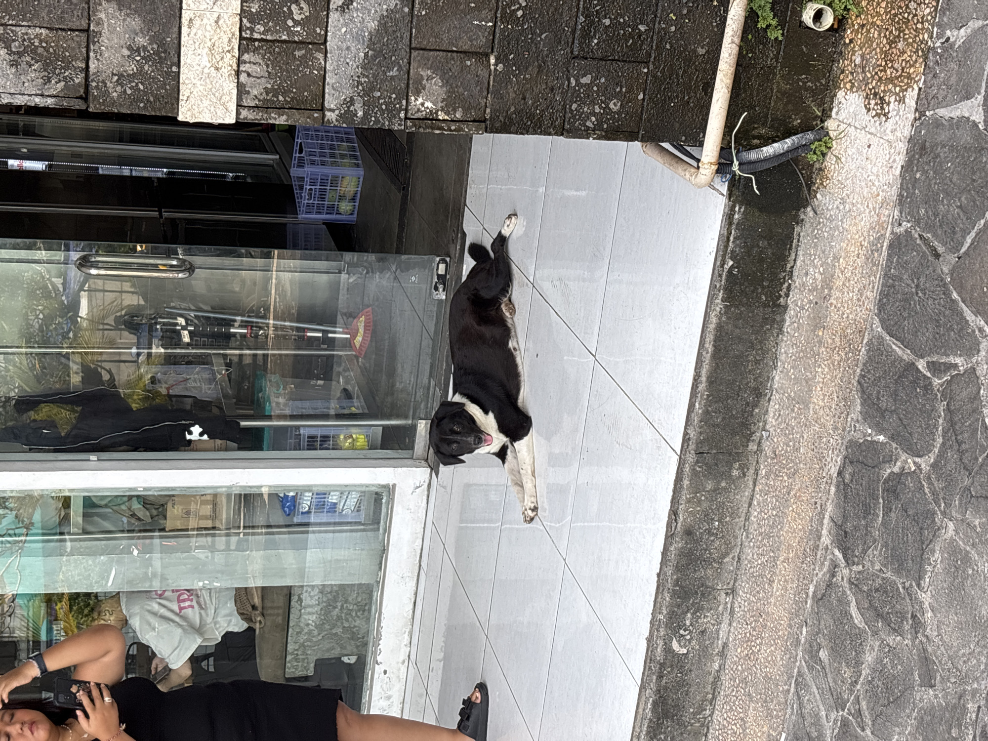 The image depicts a black and white dog lying on a tiled walkway in front of a storefront in Kuta Selatan, Indonesia. The dog has its paws outstretched and is panting slightly. The storefront has glass windows, reflecting the surroundings and a person inside wearing a black dress. A person wearing black sandals is also standing on the tiled walkway near the dog. A utility pipe is visible along the edge of the walkway near a curb constructed of patterned stone.