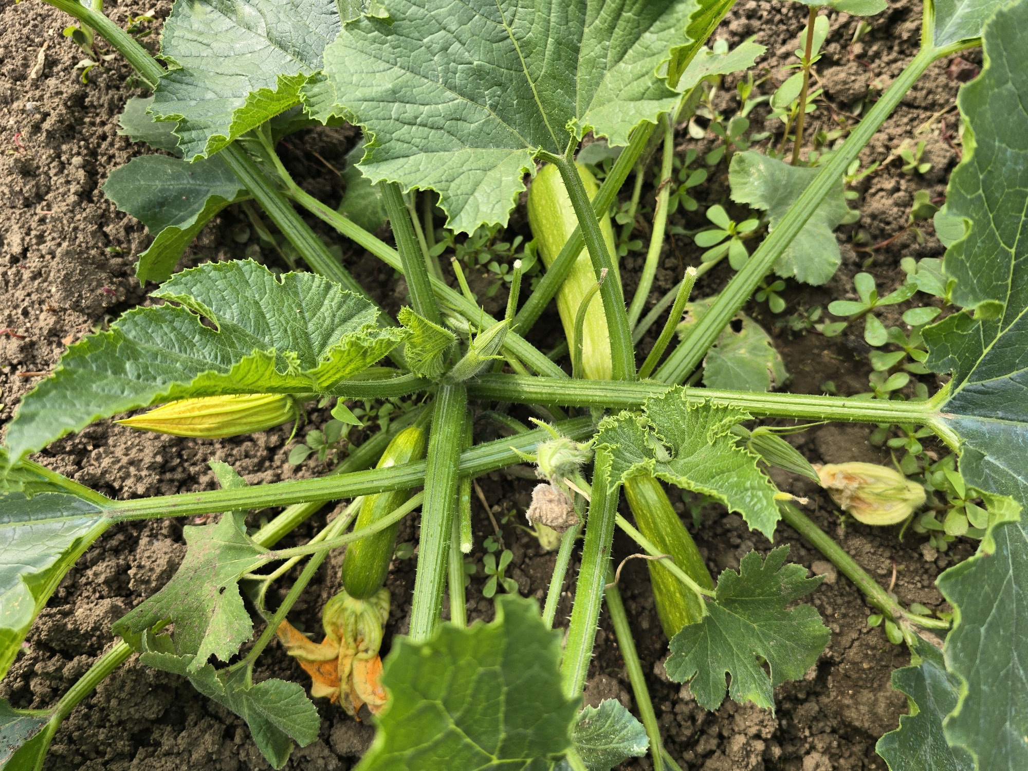 The image shows a close-up, overhead view of a zucchini plant growing in soil. The plant has several large green leaves with serrated edges, thick green stems, and visible hairs on the stems. There are at least three small, developing zucchinis visible, each elongated and pale green. One yellow zucchini flower bud is partially open, and another, wilted orange zucchini flower is also present. The ground is composed of dark soil with some small green weeds growing. The scene appears to be in a garden. The image does not contain any information about the city of Galatin, Bulgaria.