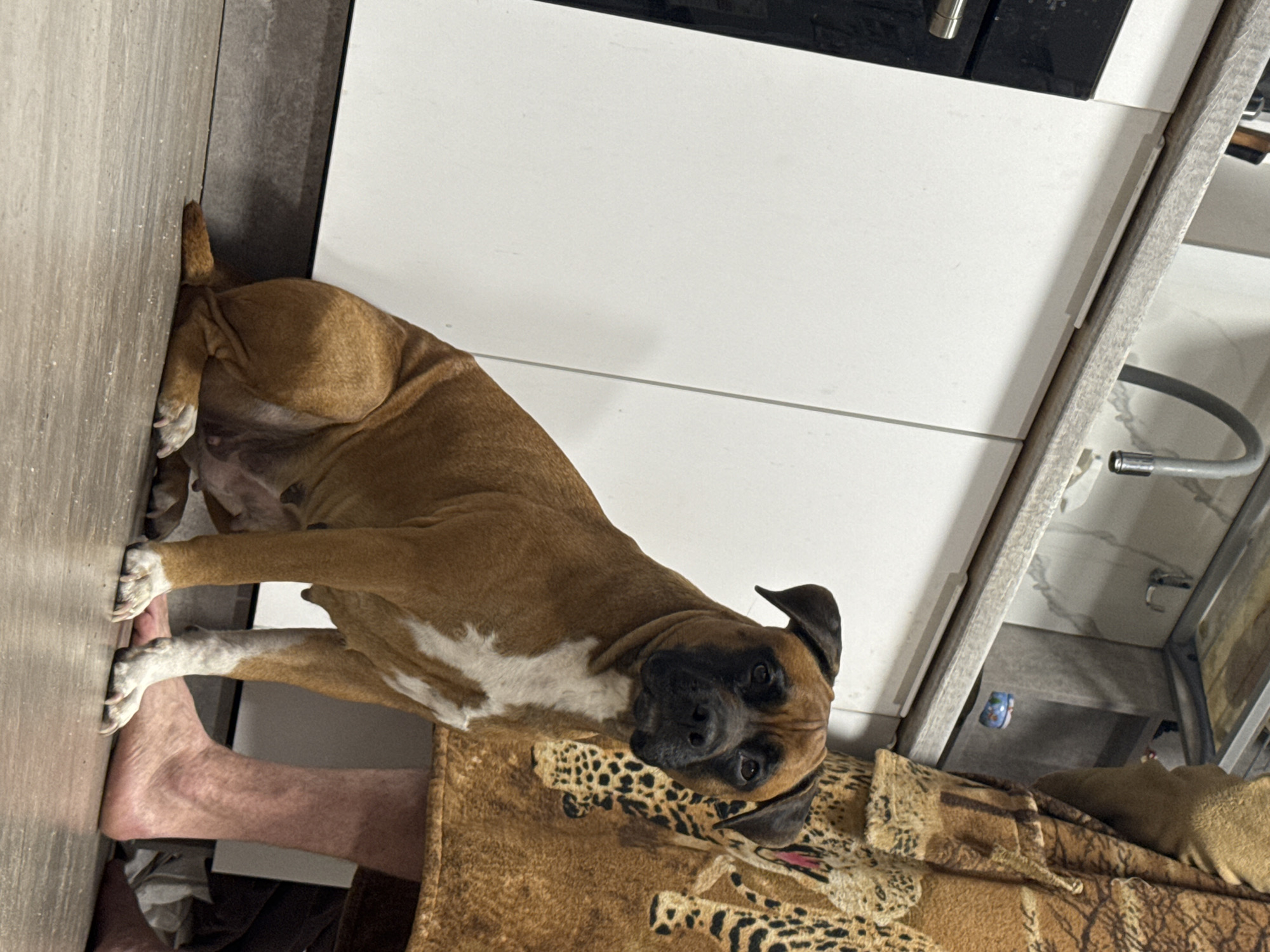 A brown and white boxer dog is lying on a brown, animal-print dog bed next to a person's bare foot, near a kitchen cabinet in what appears to be a residential setting. The location is assumed to be Chaikovsky, Russia.