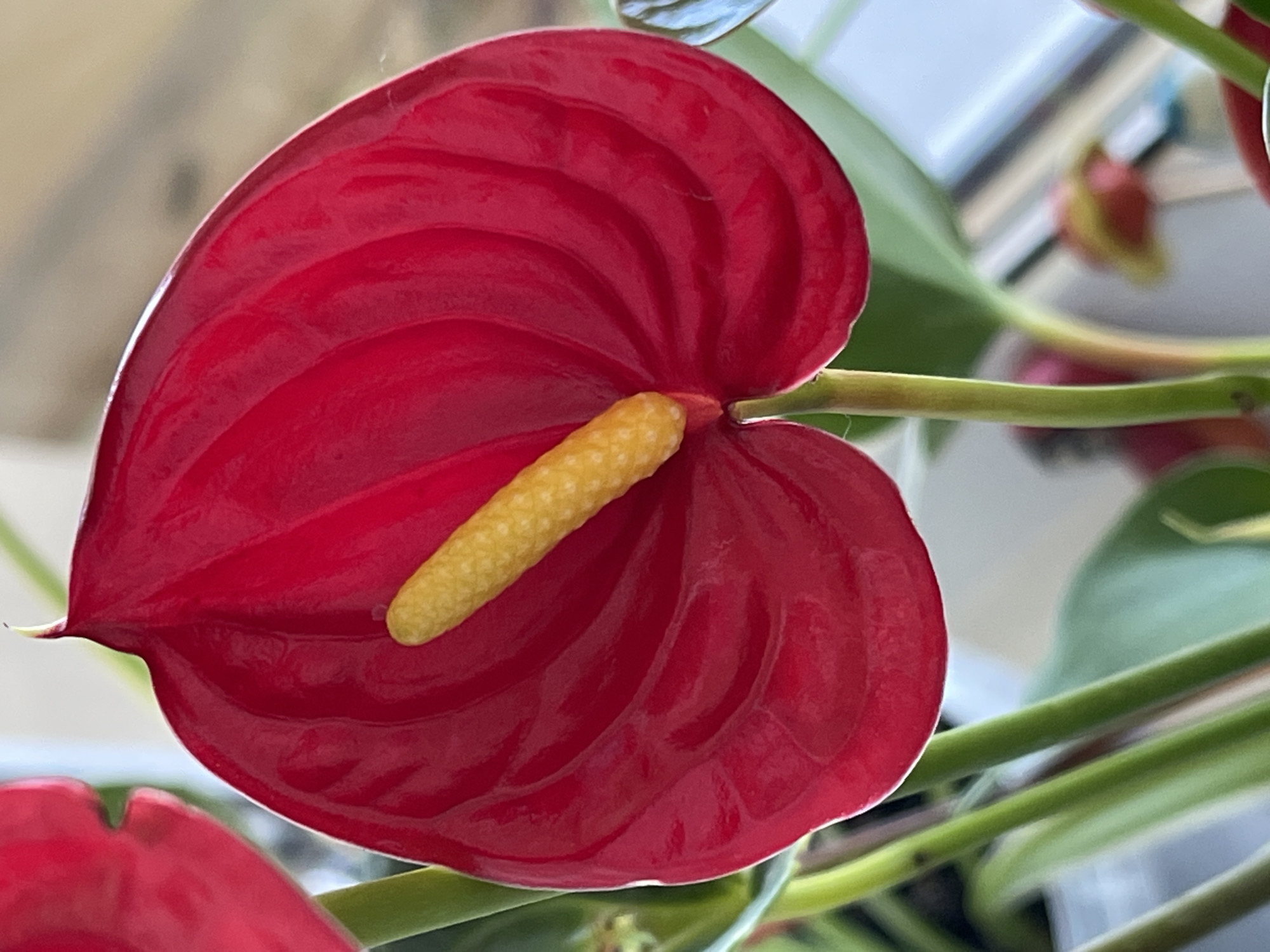 A close-up, eye-level shot captures a vibrant red anthurium flower with a yellow spadix. The flower's waxy, heart-shaped spathe dominates the frame, showcasing its glossy texture and intricate veins. The spadix, a stiff, finger-like structure, emerges from the center of the spathe, covered in tiny bumps. Several green stems and leaves of the plant are visible in the background, some slightly out of focus. The background also includes hints of a bright, diffused light source and out-of-focus interior elements, suggesting an indoor setting, potentially near a window. There are no people or animals present. The image is a still life focusing solely on the anthurium flower. The location is not specified in the image, and therefore cannot be determined.