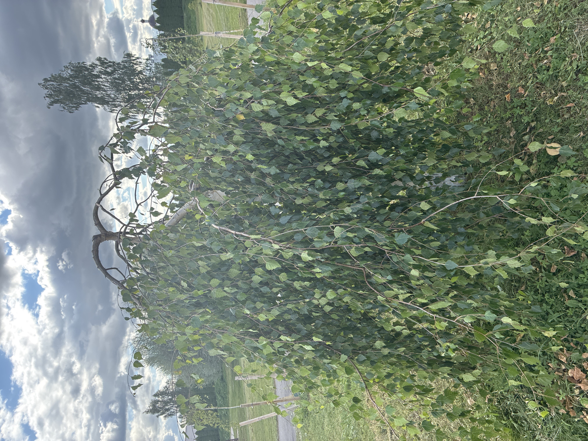 A weeping birch tree with green leaves and brown branches is the central focus of this outdoor scene. The tree is in the foreground, its branches drooping towards the ground, creating a curtain of foliage. Behind the tree, a tall, slender tree stands against a dramatic sky filled with grey and white clouds. In the distance, a domed structure and a line of manicured evergreen trees are visible. The ground is covered in green grass with scattered dry leaves. The overall impression is of a natural setting within a park or garden area. The location is identified as the city of Mahilyow, Belarus.