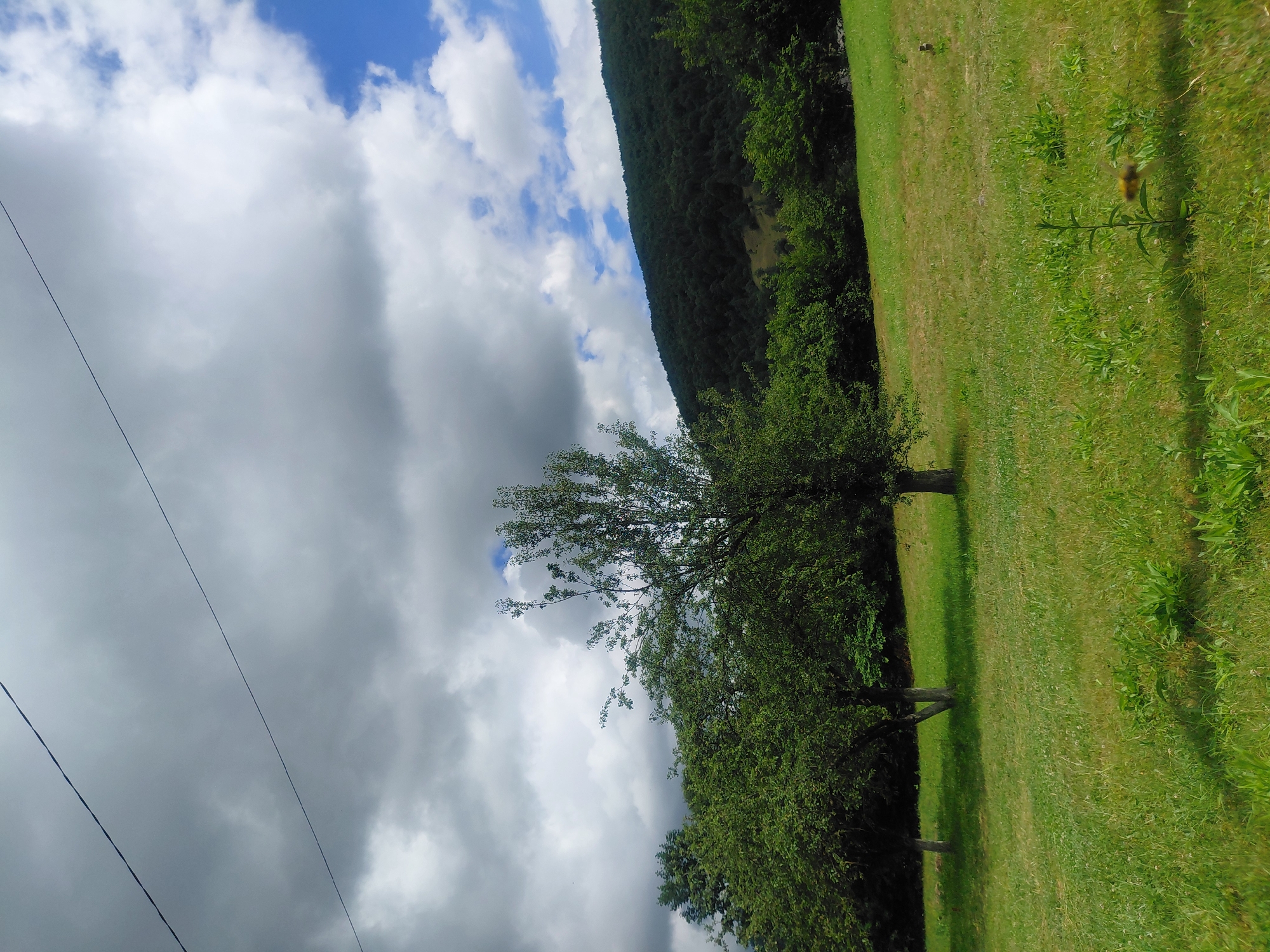 The image depicts a pastoral landscape with a sloping grassy field in the foreground. Two mature trees stand in the mid-ground, their trunks visible and their canopies dense with green foliage. Behind them, a line of trees forms a darker border, leading to a densely forested hillside that dominates the background. The sky above is a mix of heavy, dark clouds and patches of bright blue sky. A thin, dark power line stretches across the upper portion of the frame. The overall impression is one of a natural, undeveloped environment. The location is identified as Chernyk, Ukraine.